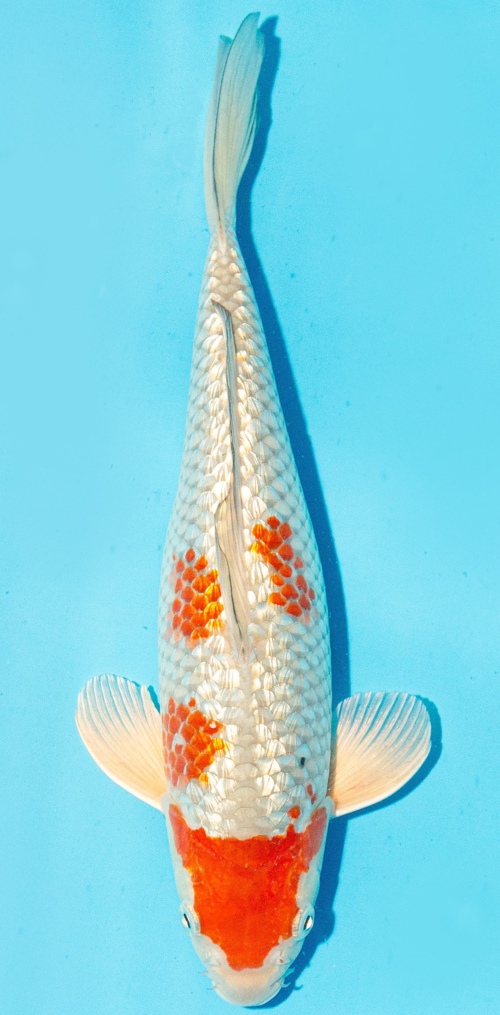 Koi 30-35cm Nr. 1012