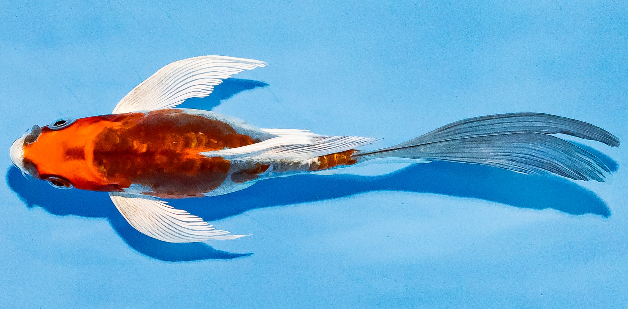 Butterfly Koi 14-17cm Nr. 5778