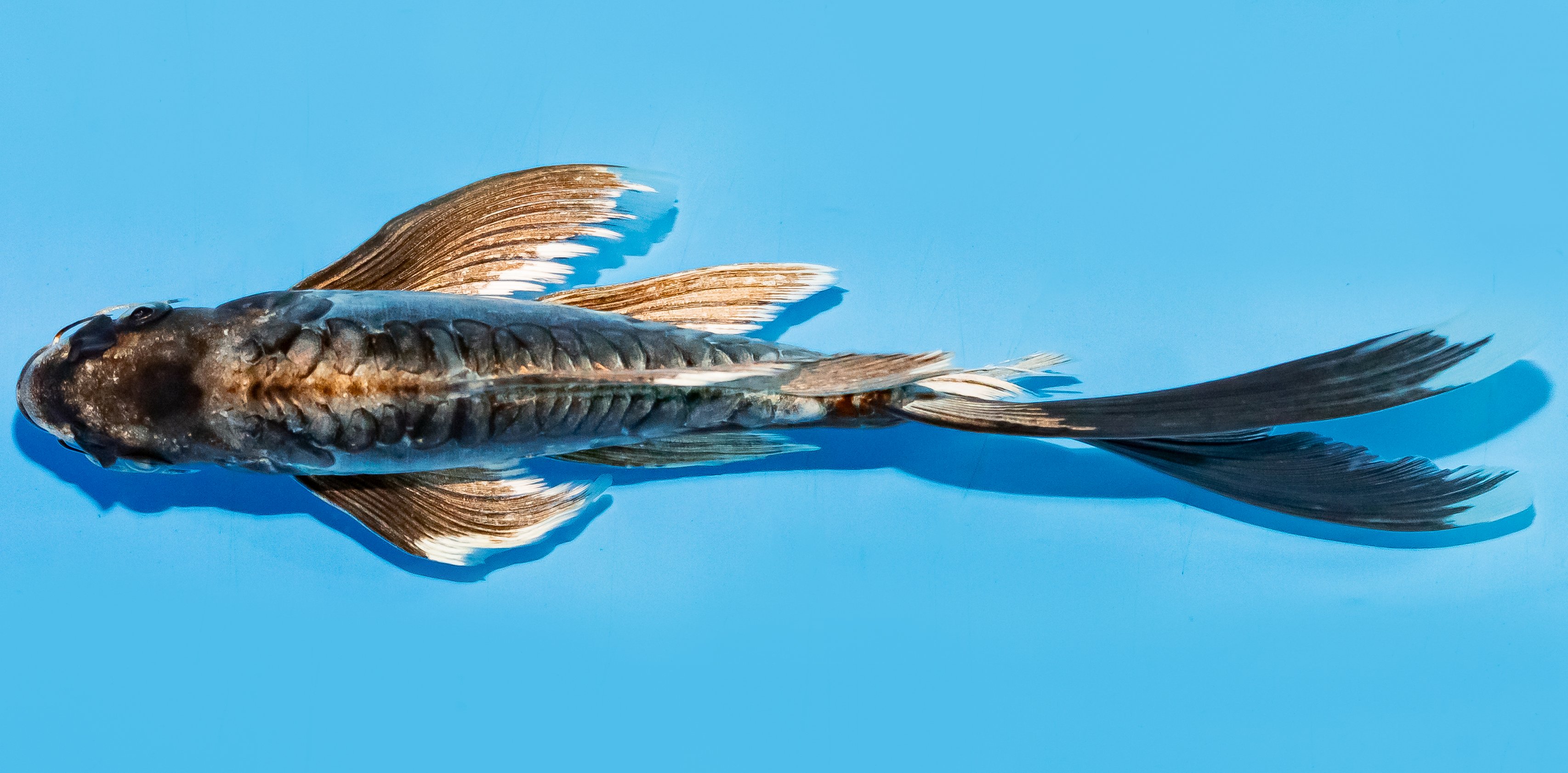 Butterfly Koi 20-25cm Nr. 7336