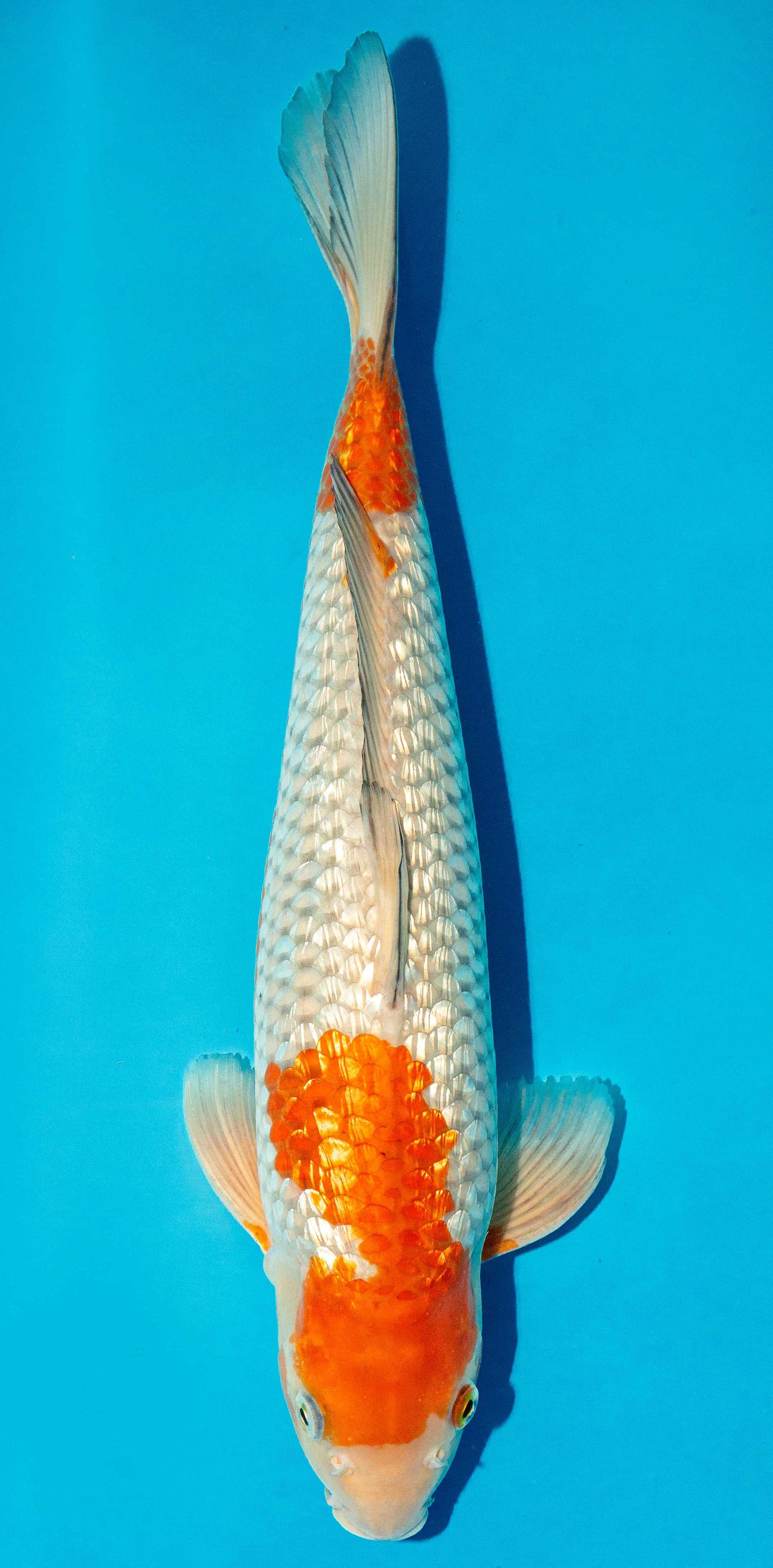 Koi 40-45cm Nr. 3444