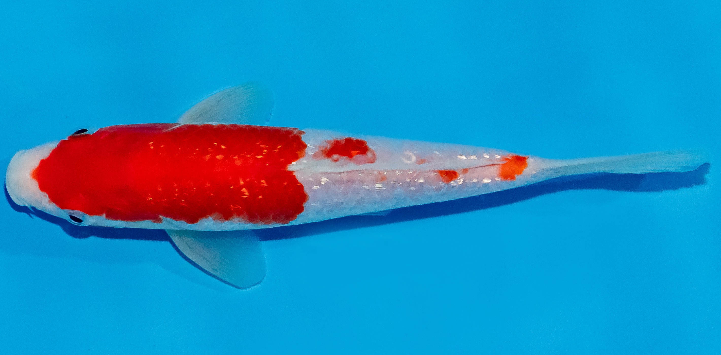 Koi 17-20cm Nr. 2210