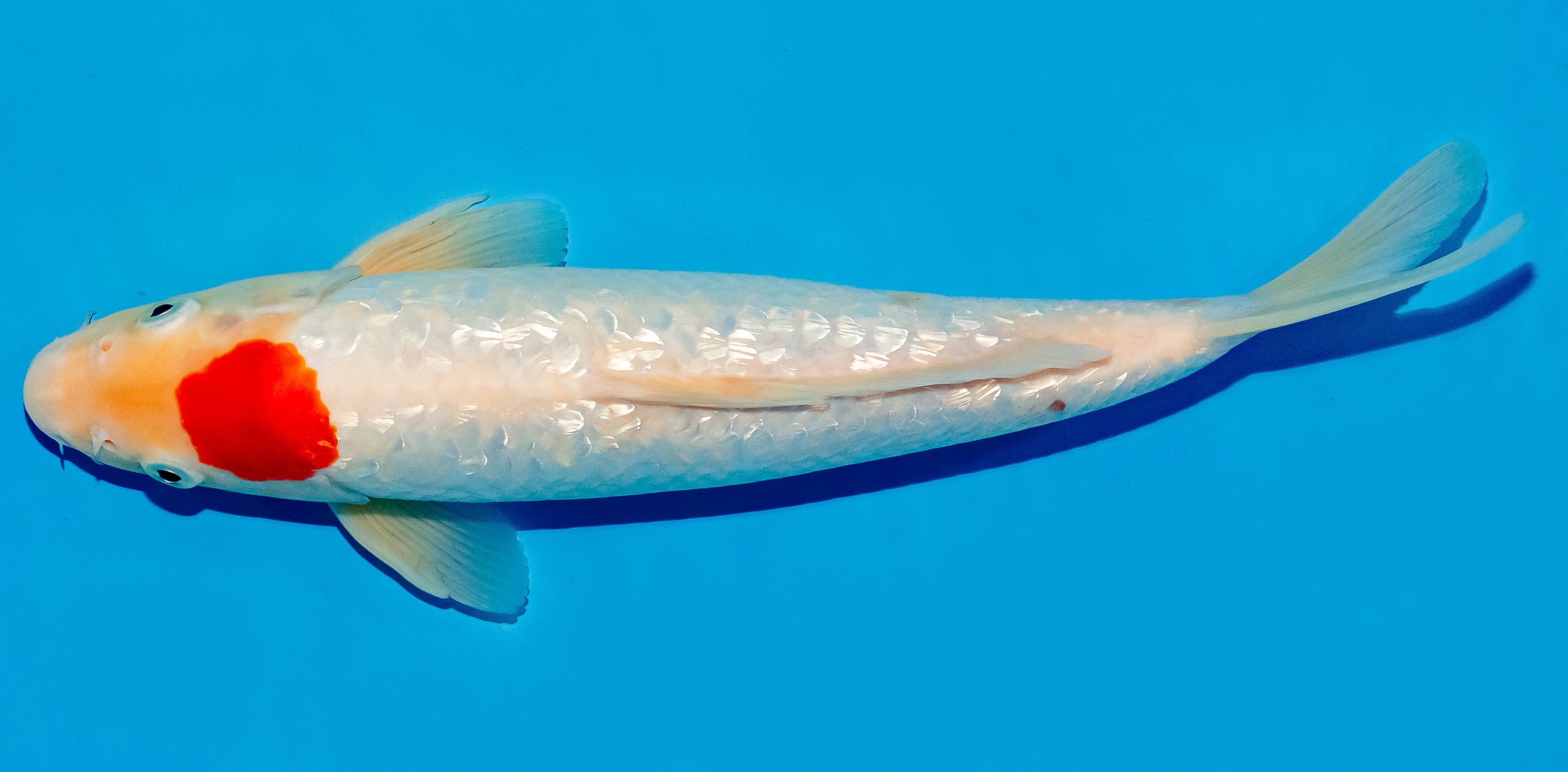 Koi 30-35cm Nr. 5103