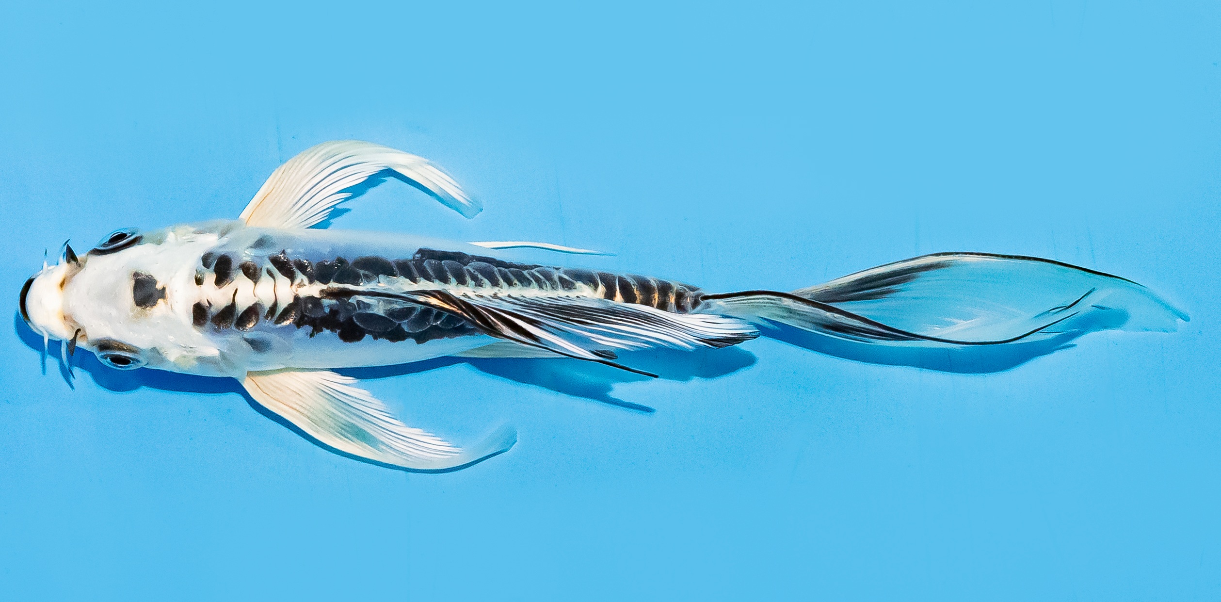Butterfly Koi 14-17cm Nr. 7437