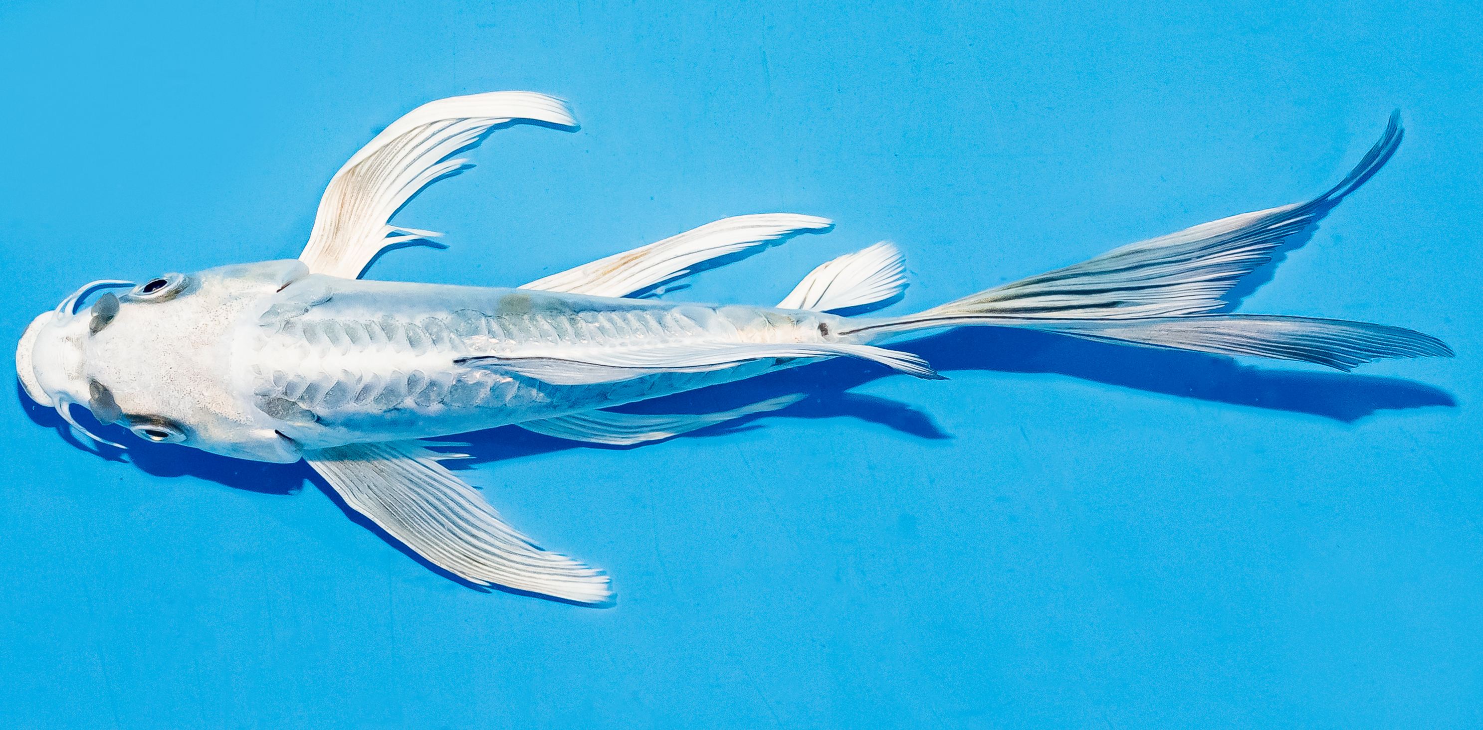 Butterfly Koi 17-20cm Nr. 5910