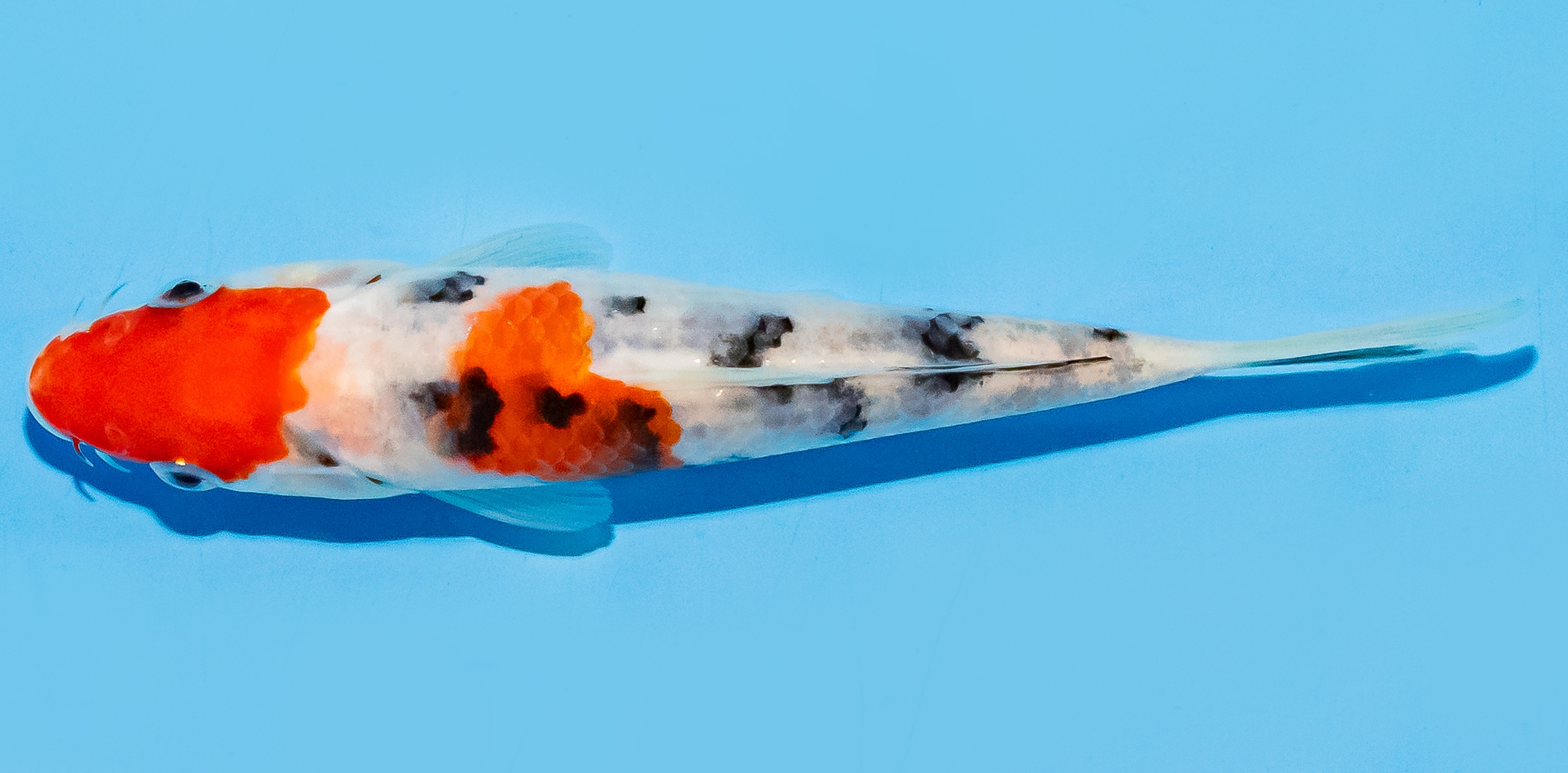 Koi 14-17cm Nr. 7034