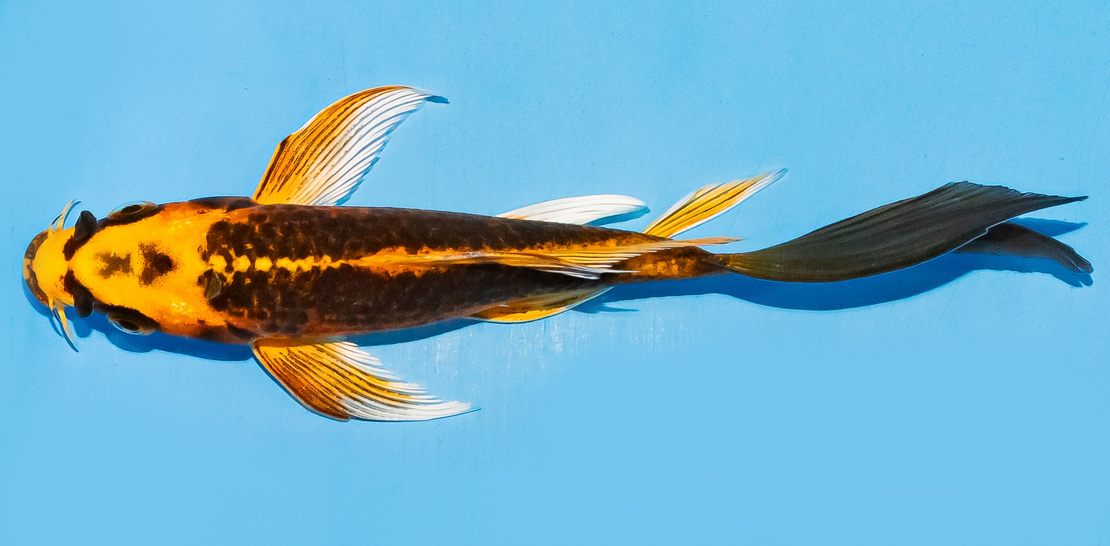 Butterfly Koi 14-17cm Nr. 7436