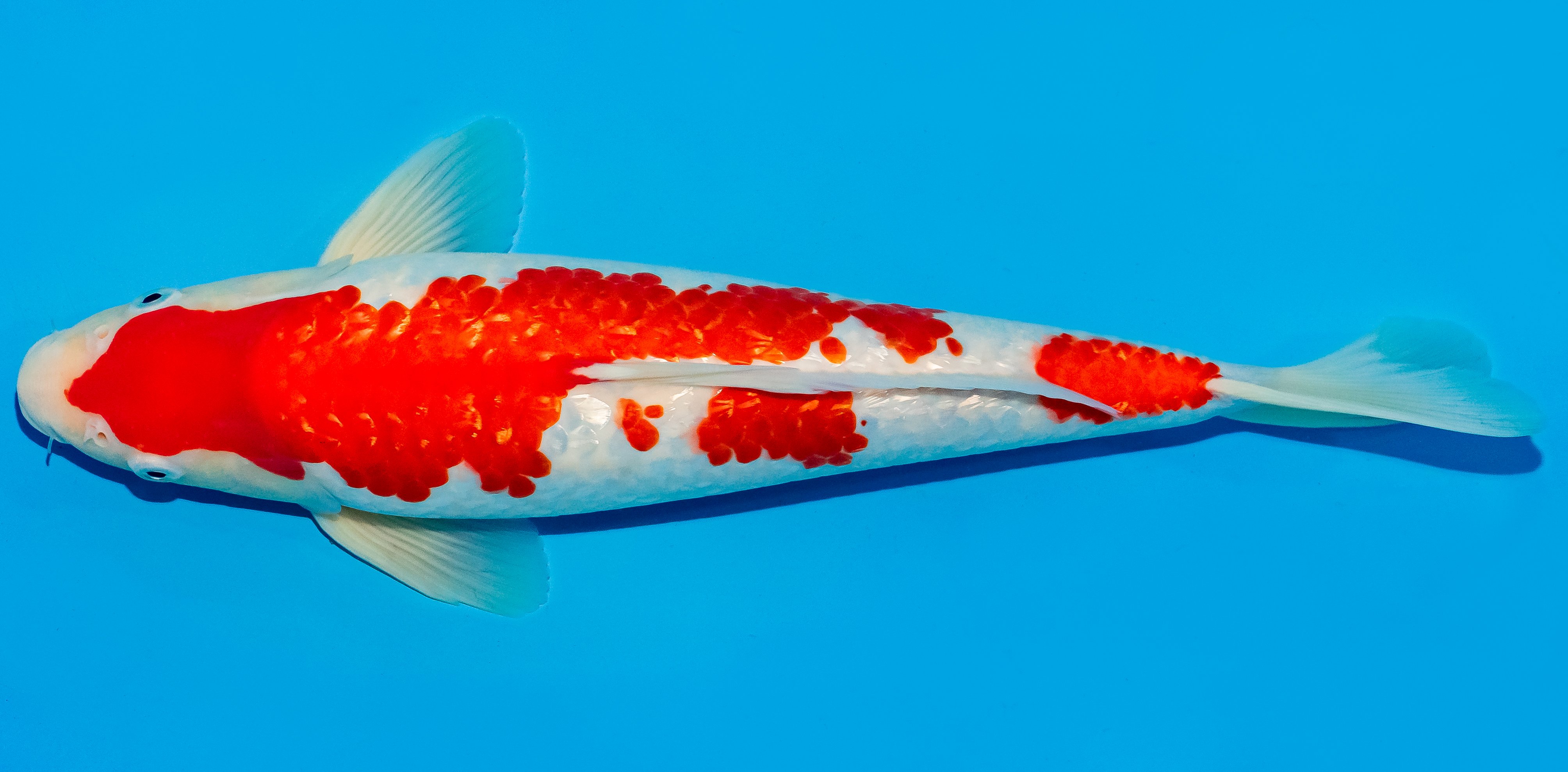 Koi 35-40cm Nr. 6722