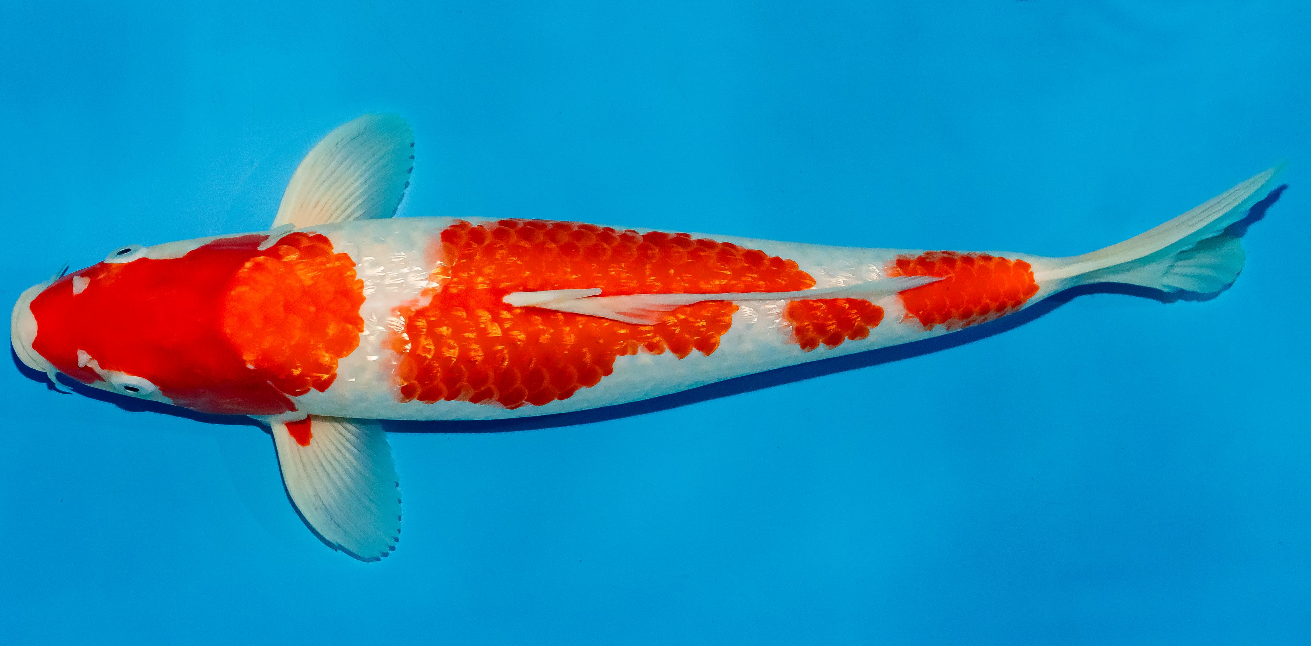 Koi 40-45cm Nr. 4904