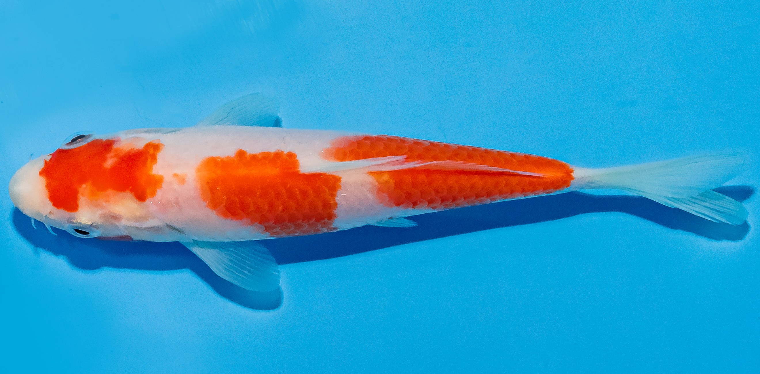 Koi 14-17cm Nr. 4707