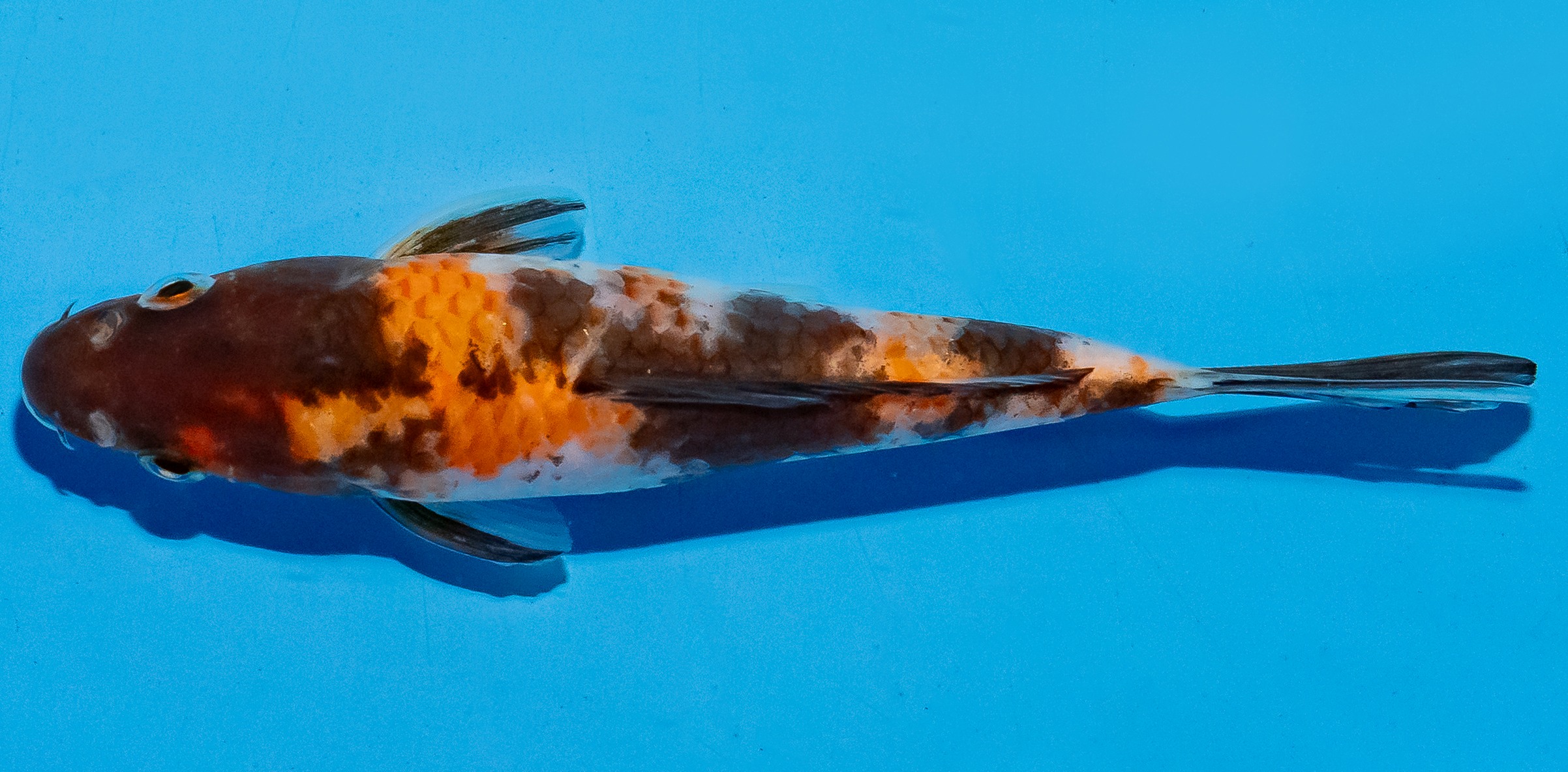 Koi 14-17cm Nr. 6178