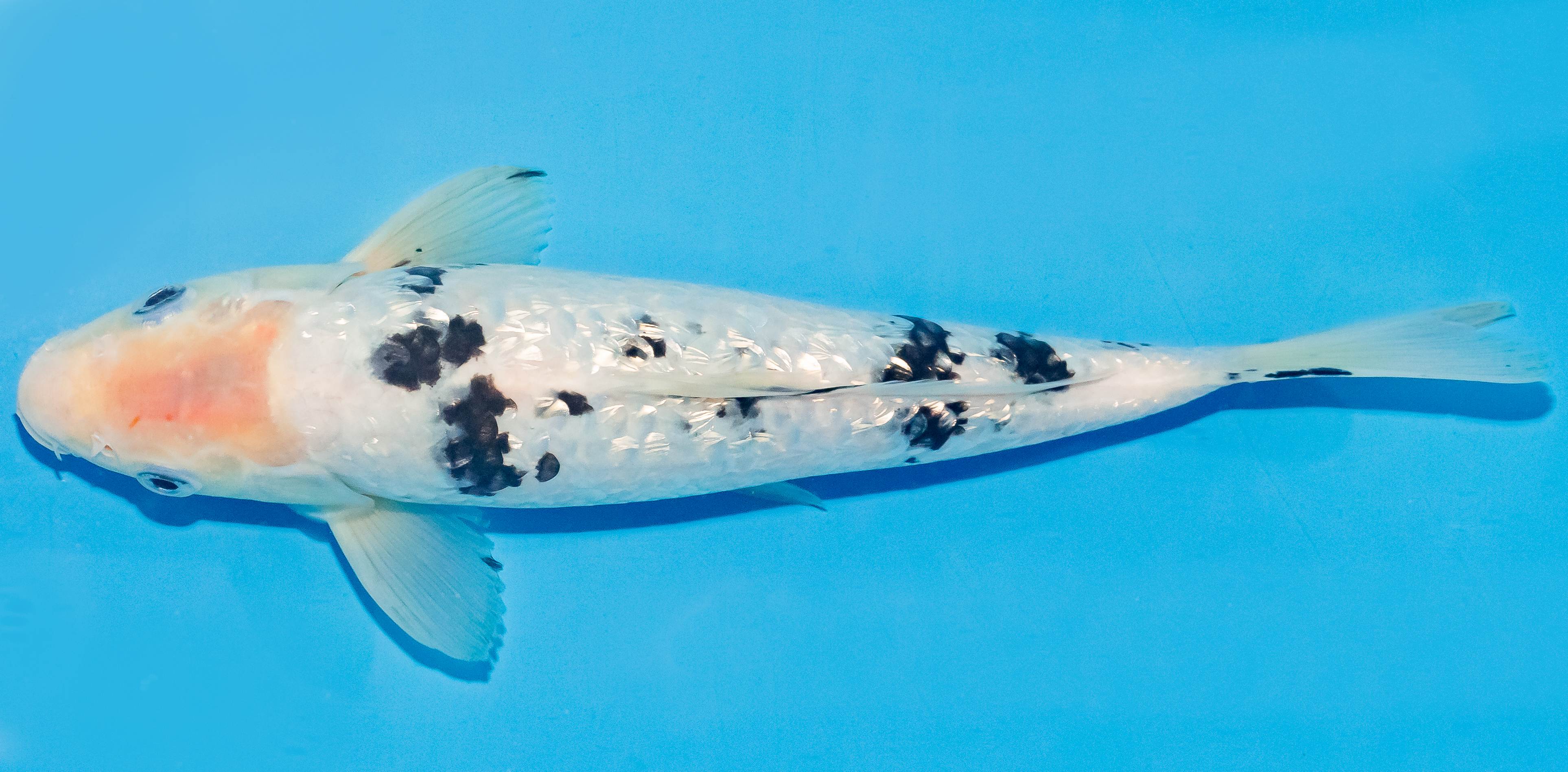 Koi 25-30cm Nr. 4230