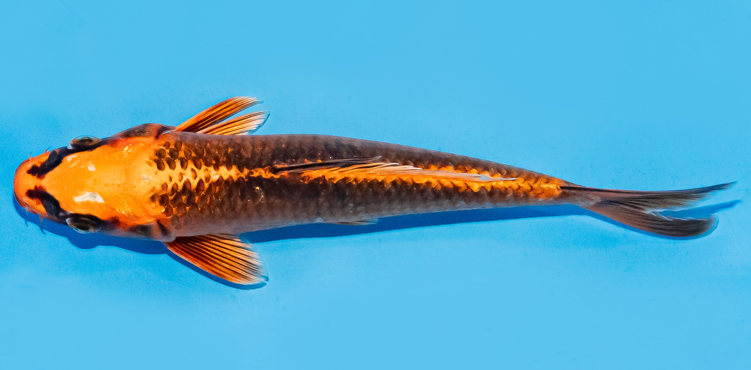 Koi 17-20cm Nr. 7148