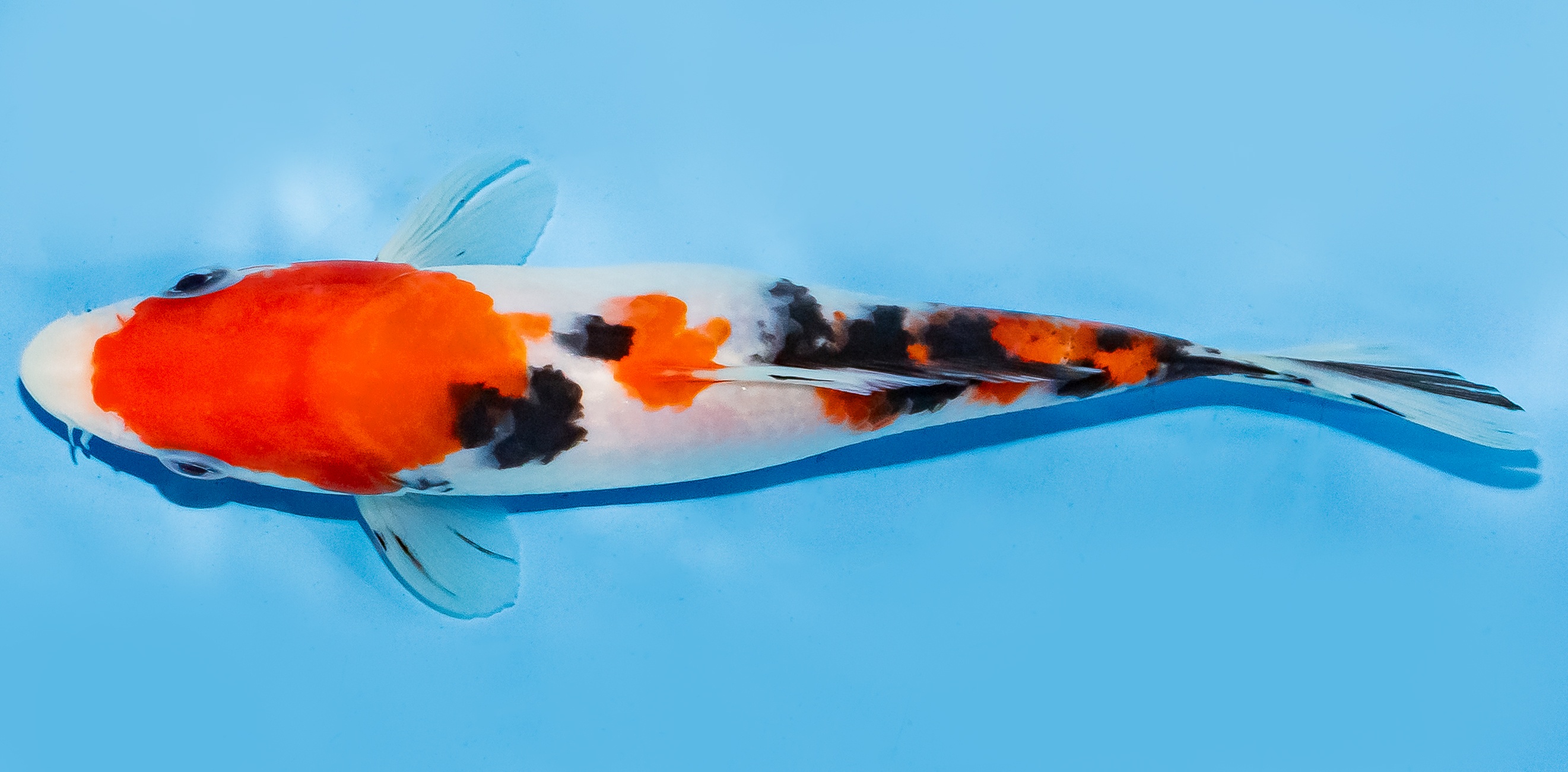 Koi 17-20cm Nr. 7154