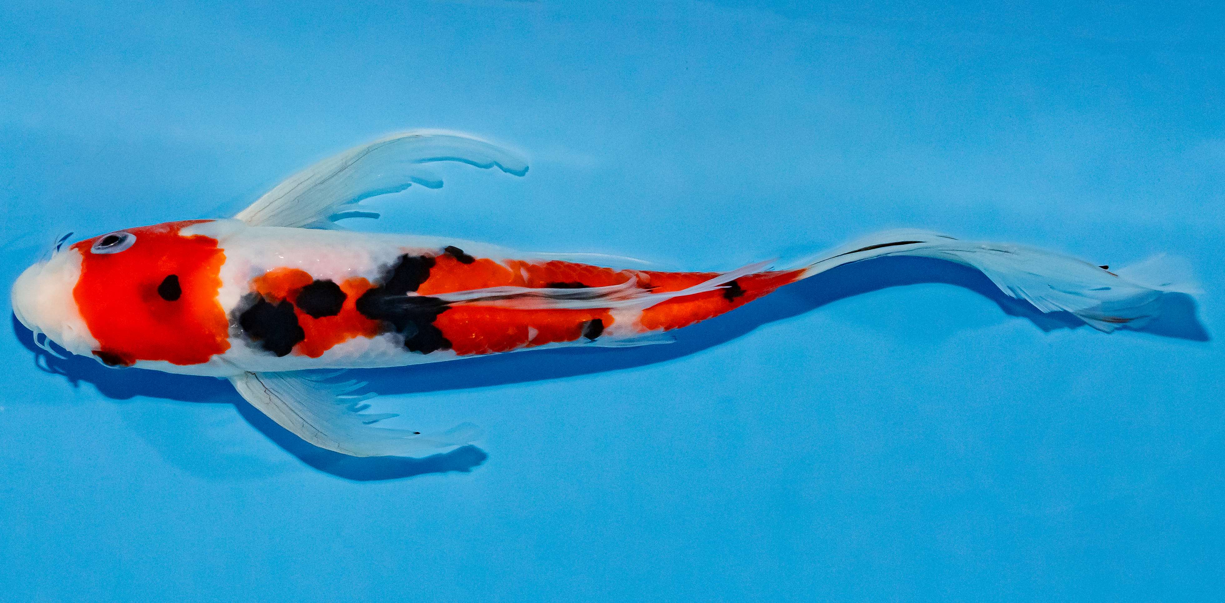 Butterfly Koi 25-30cm Nr. 2309
