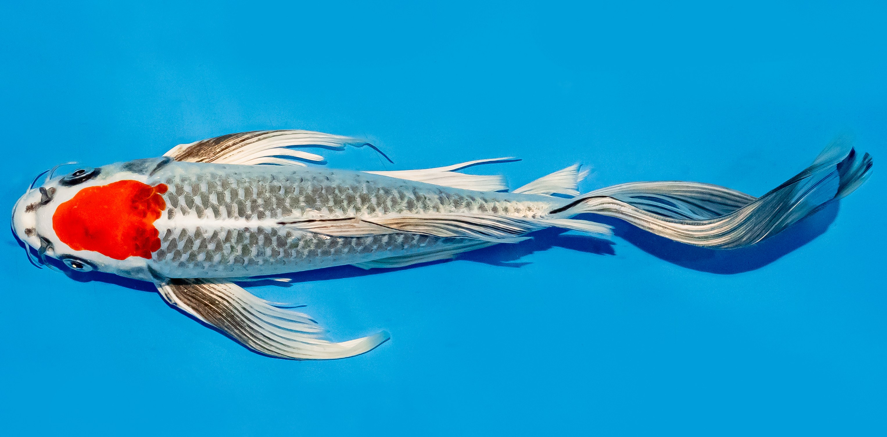 Butterfly Koi 25-30cm Nr. 5603