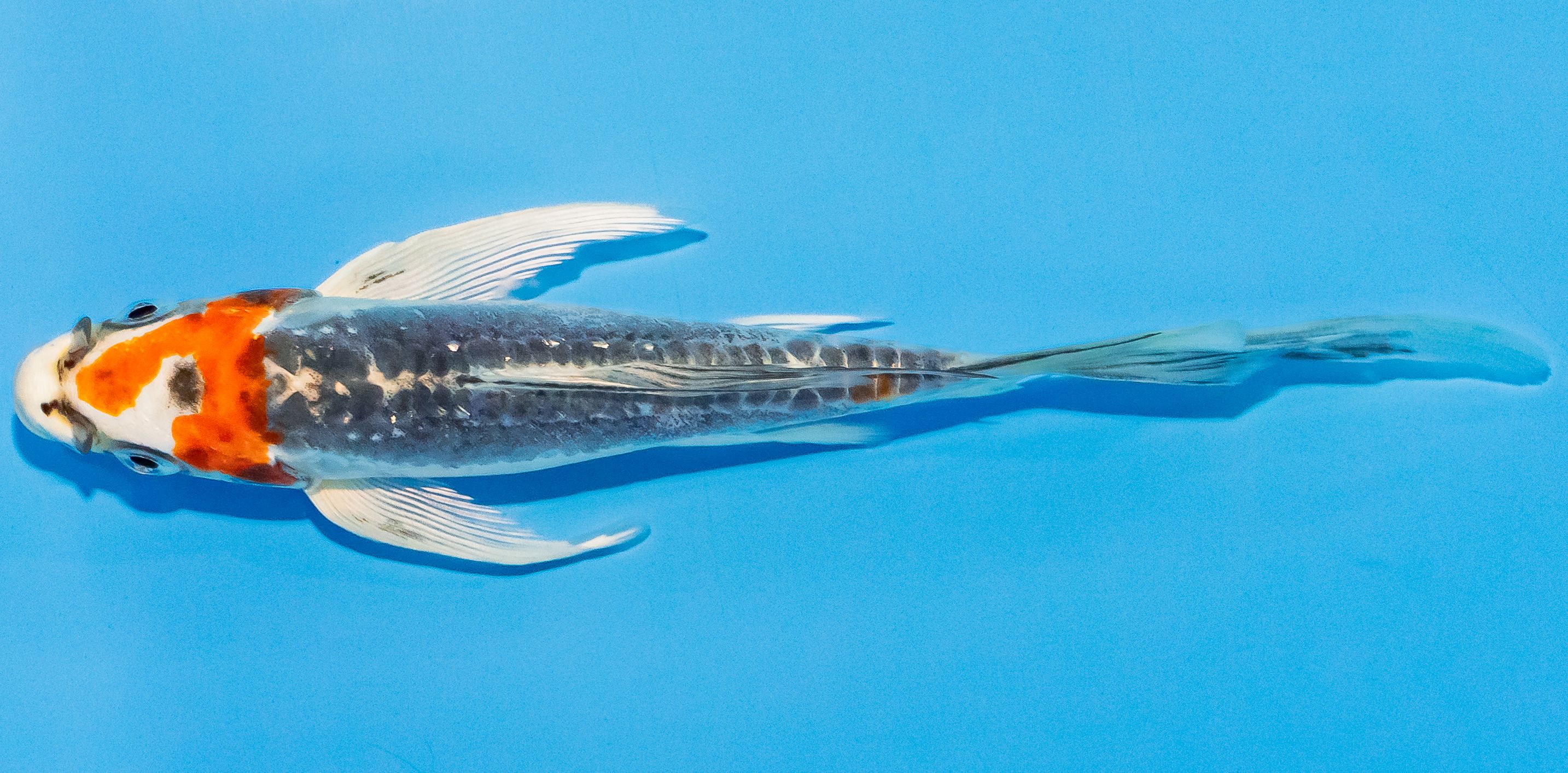Butterfly Koi 14-17cm Nr. 3746