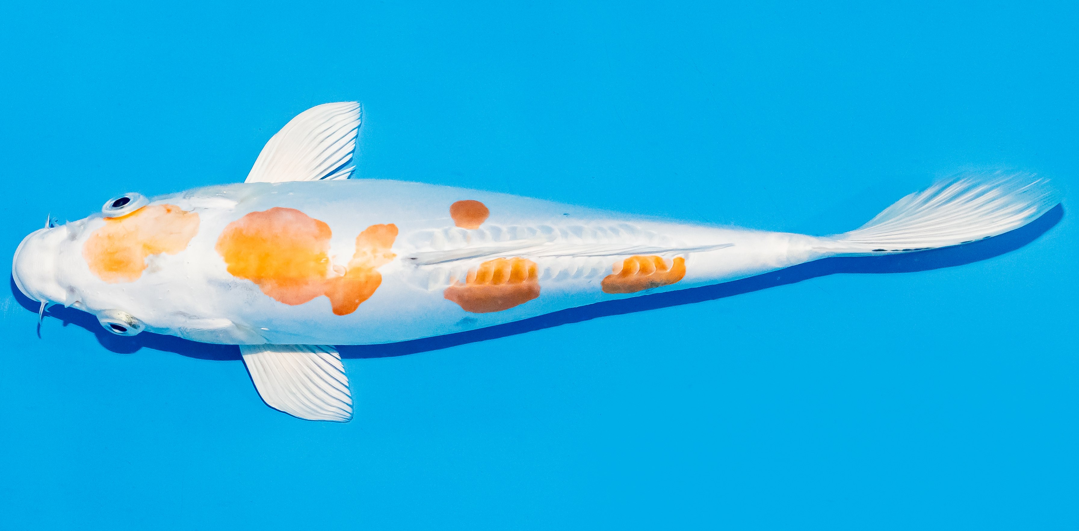 Koi 25-30cm Nr. 6274