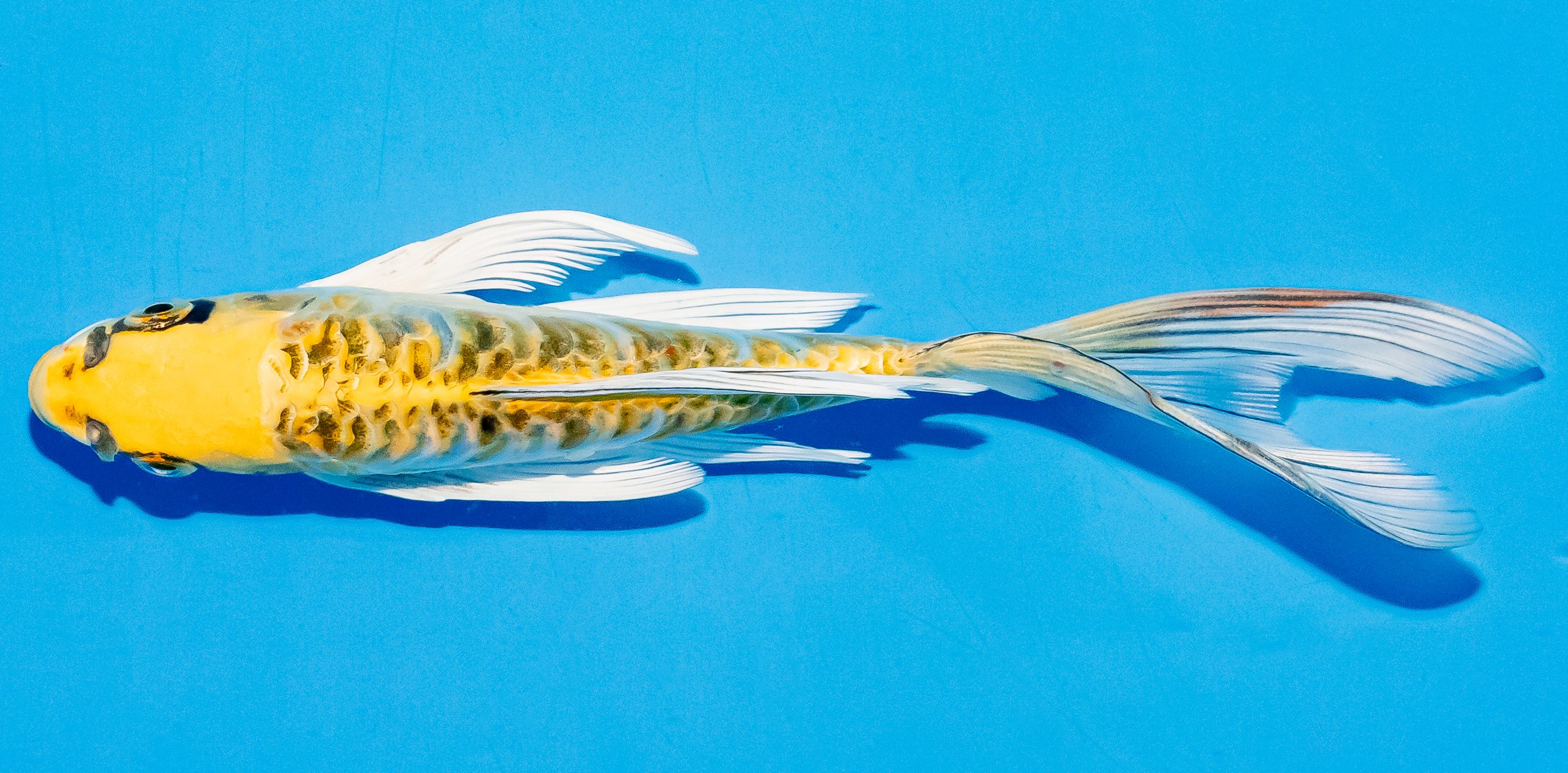 Butterfly Koi 17-20cm Nr. 5950