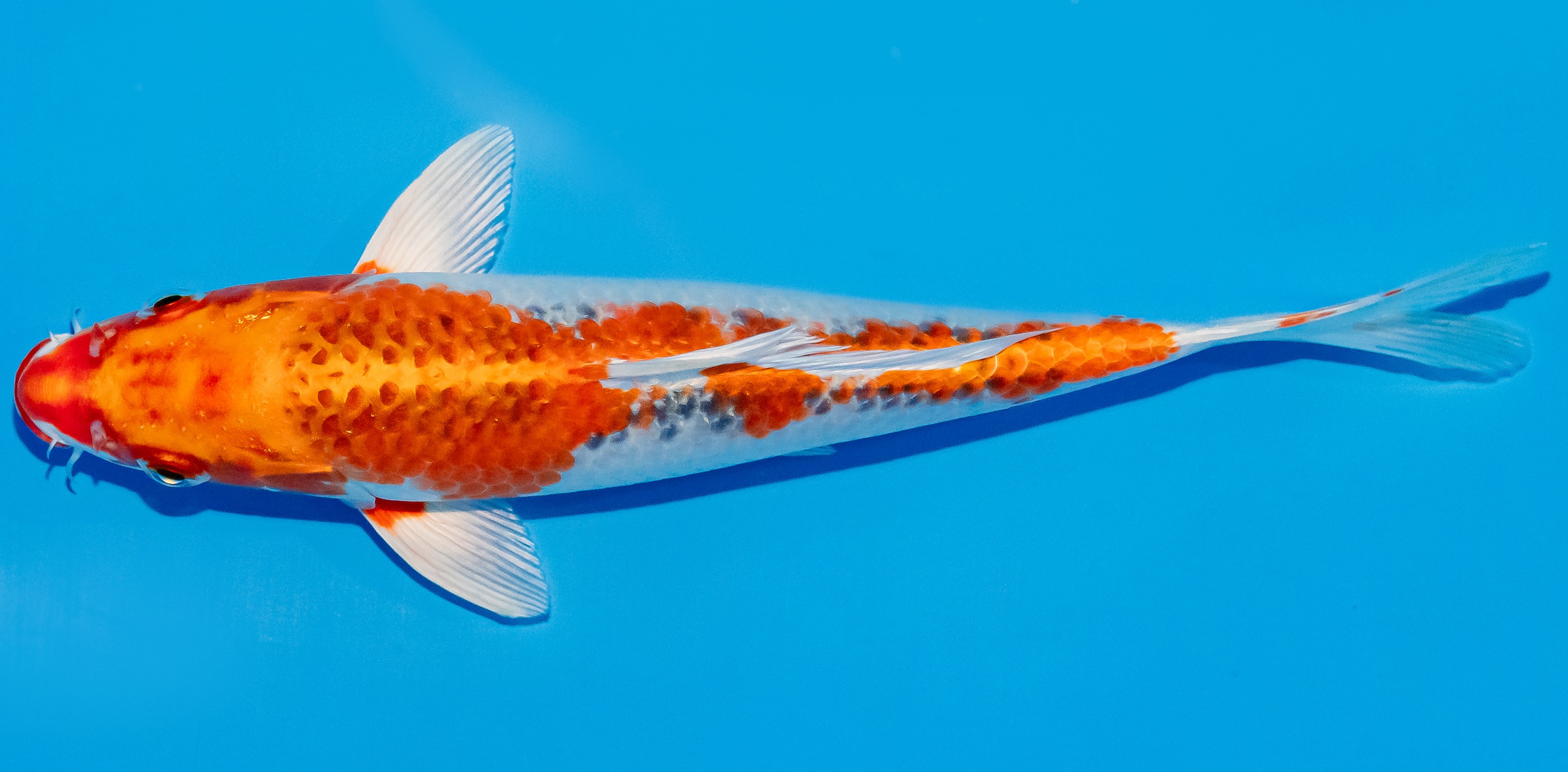 Koi 17-20cm Nr. 2124