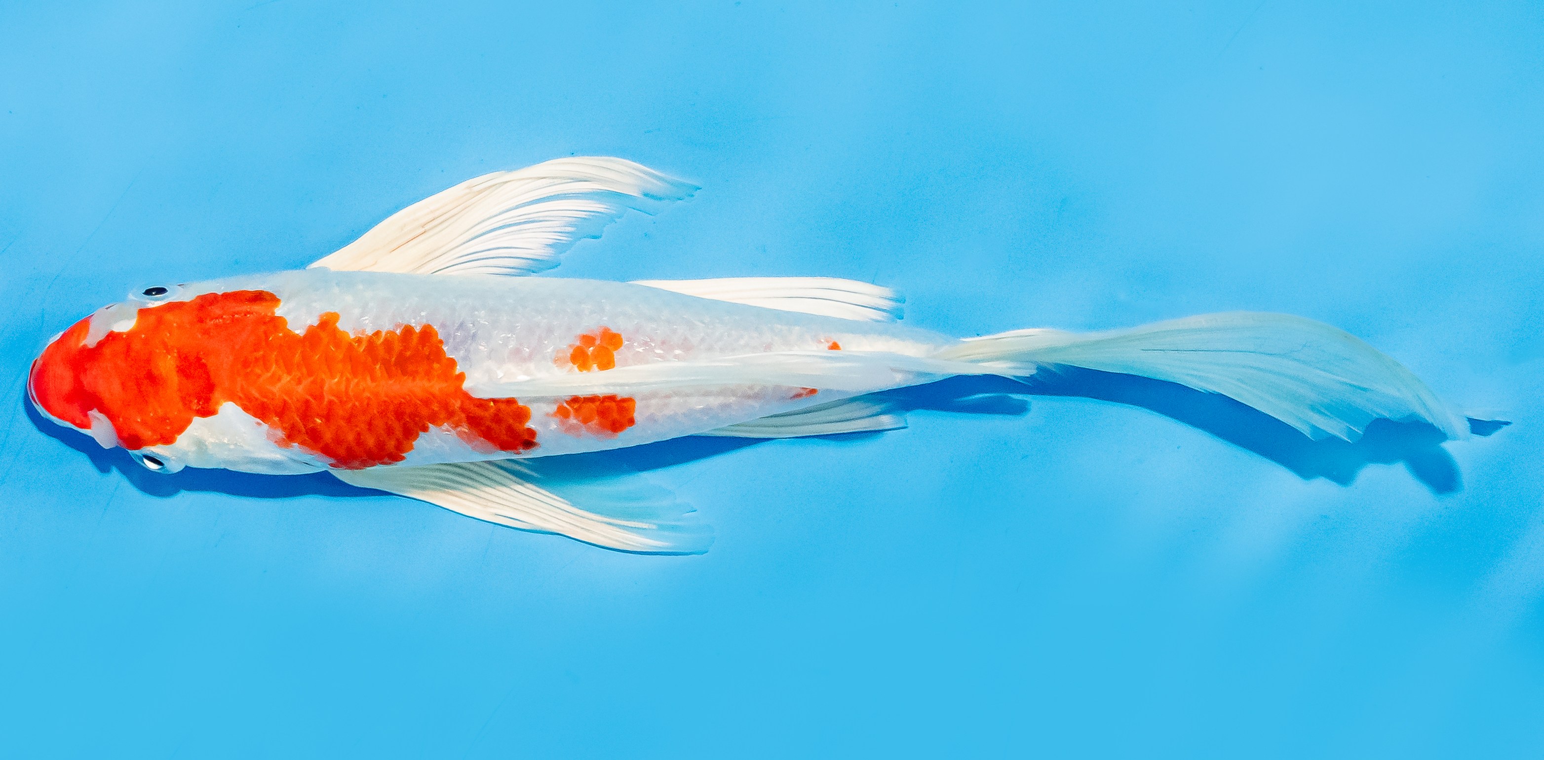 Butterfly Koi 20-25cm Nr. 7347