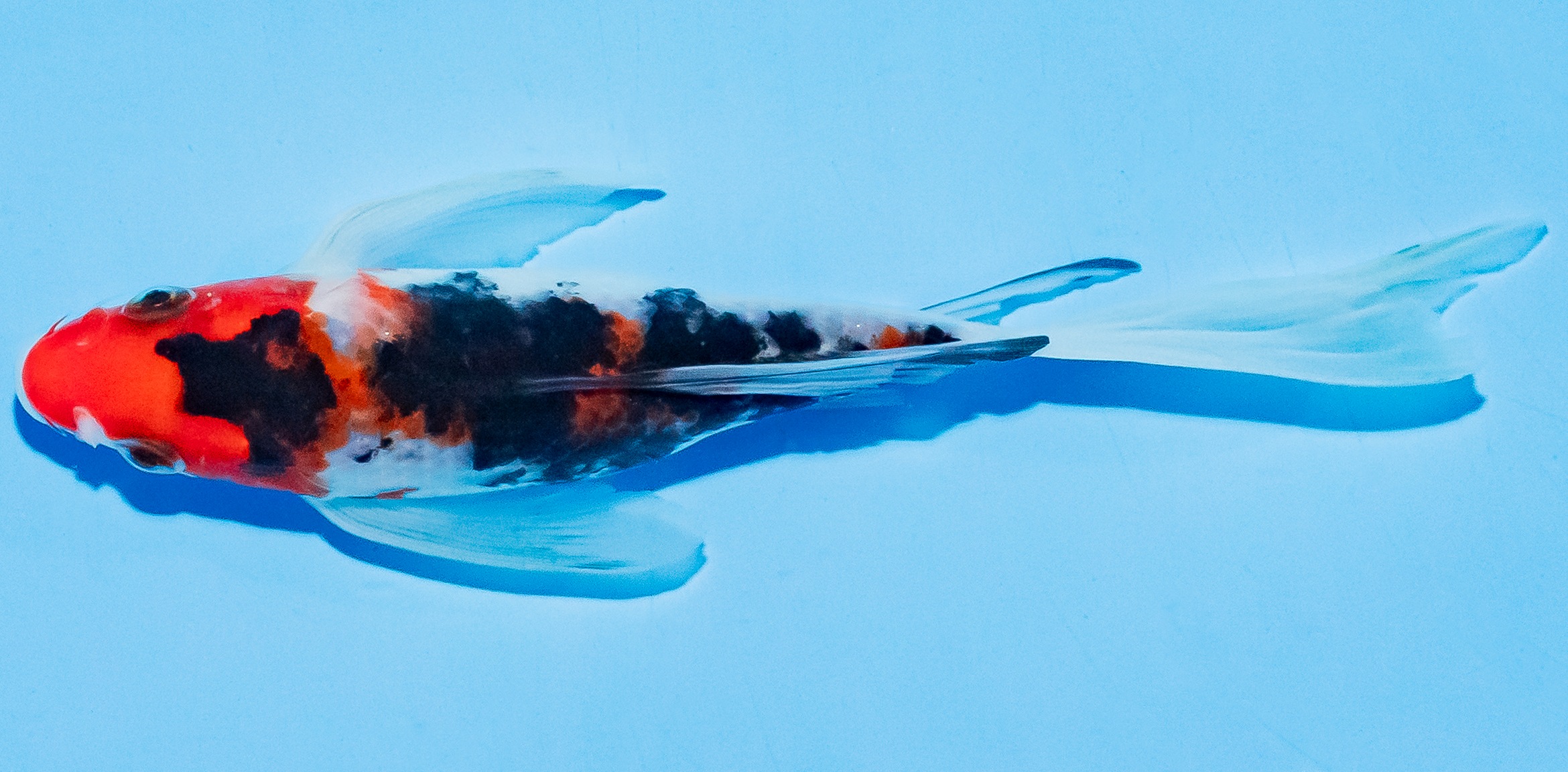 Butterfly Koi 17-20cm Nr. 5903