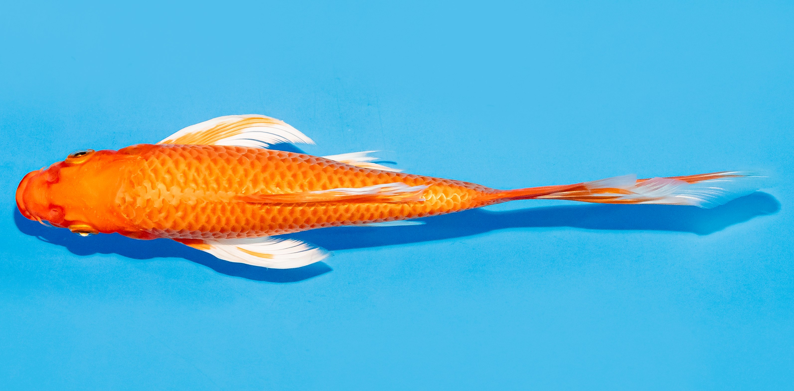 Butterfly Koi 20-25cm Nr. 7326