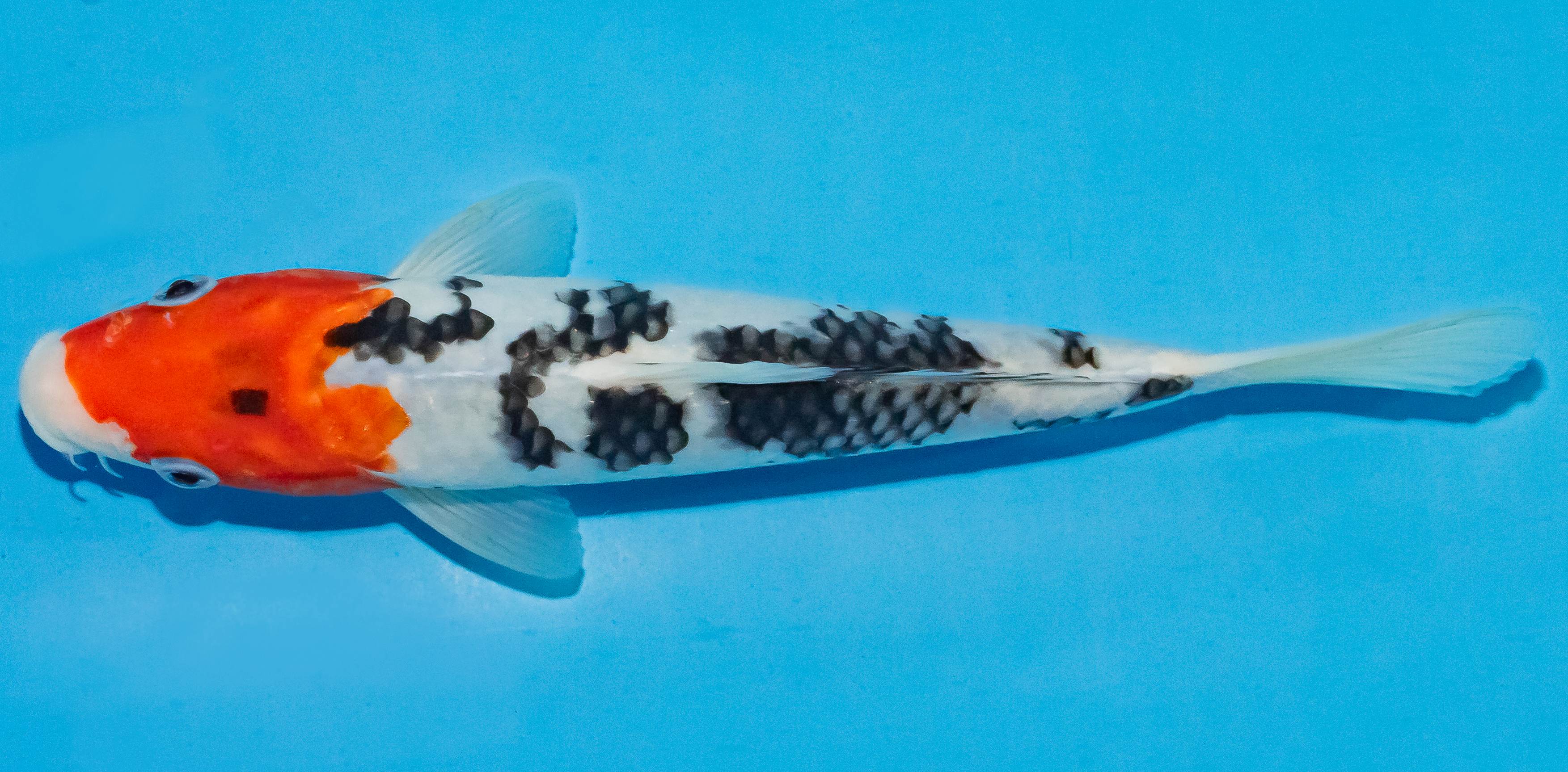 Koi 20-25cm Nr. 2845