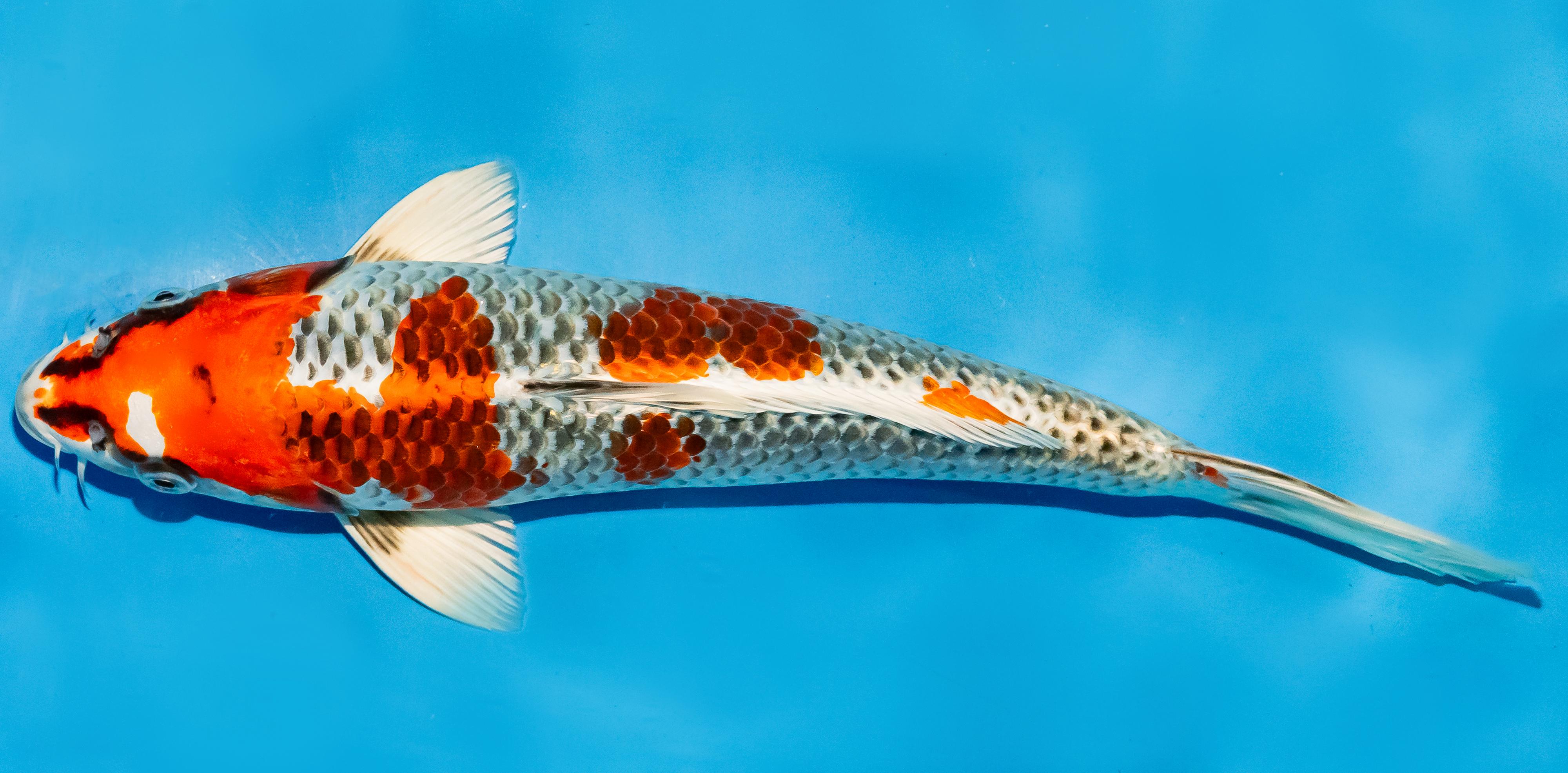 Koi 30-35cm Nr. 5106