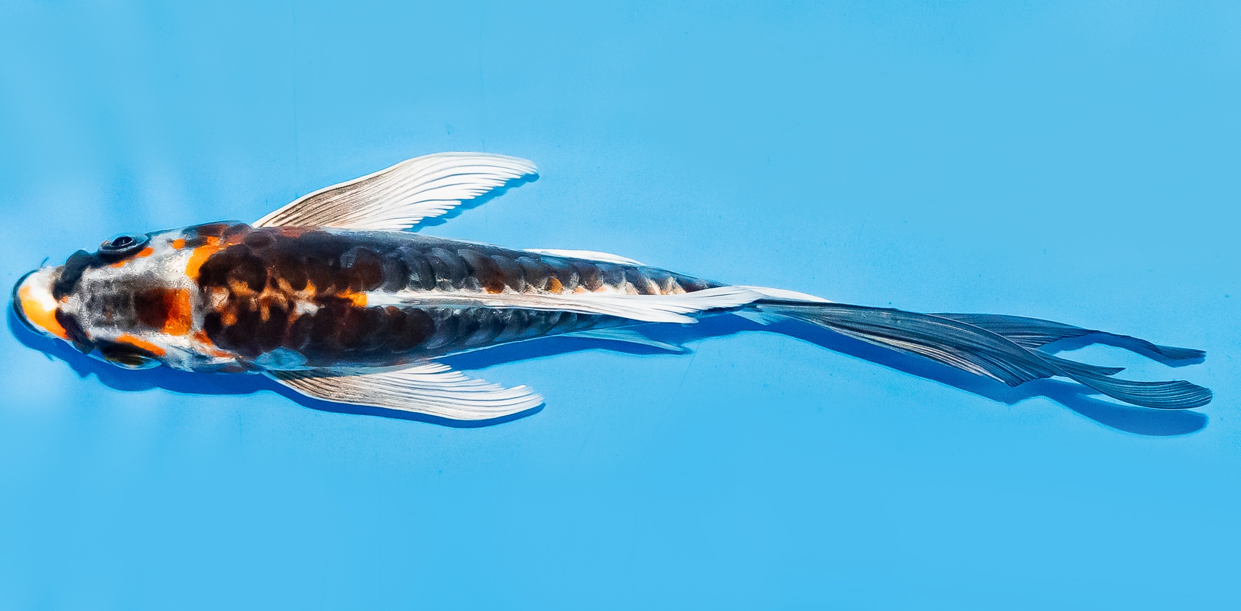 Butterfly Koi 14-17cm Nr. 7450
