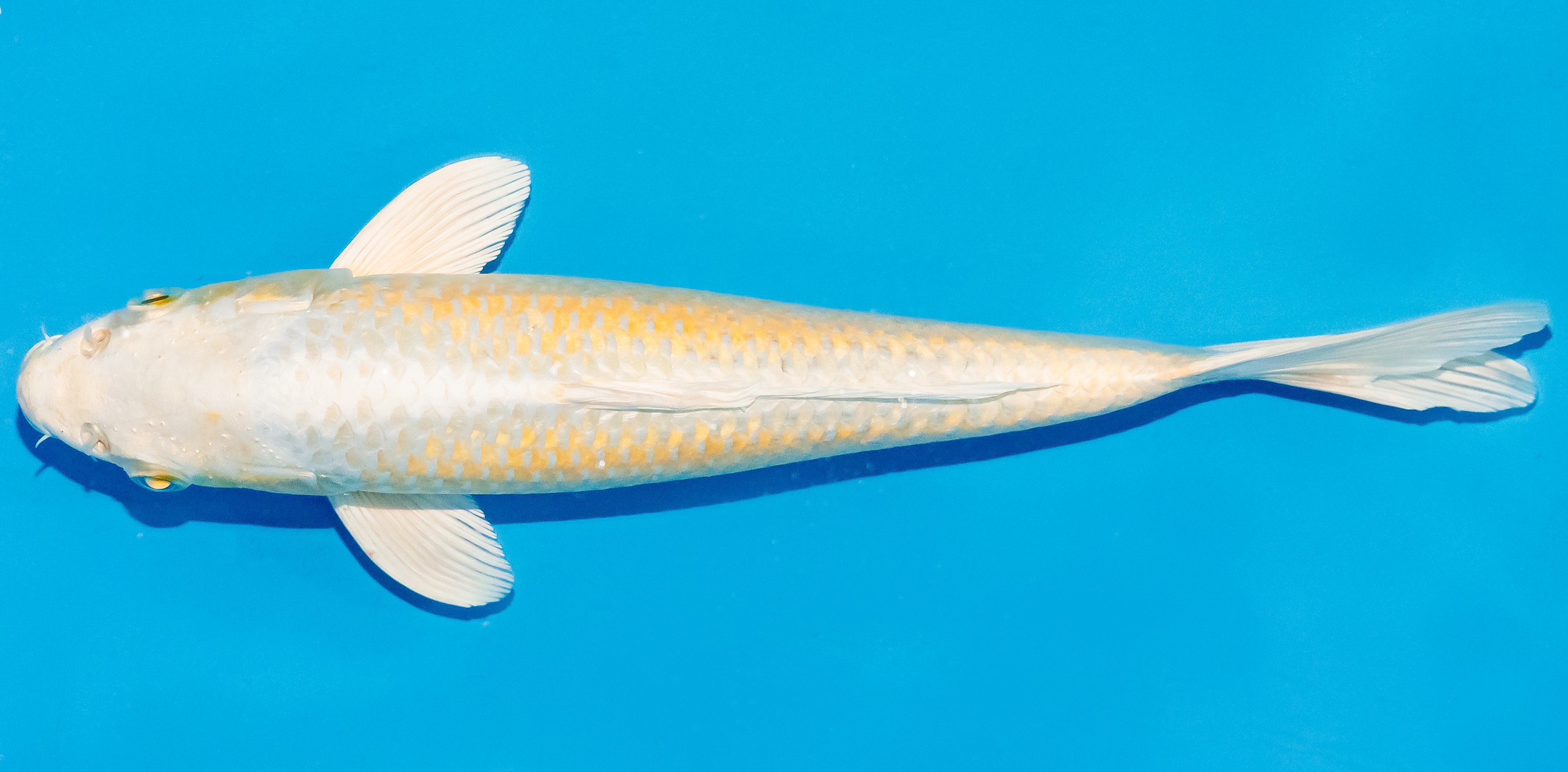Koi 25-30cm Nr. 4201