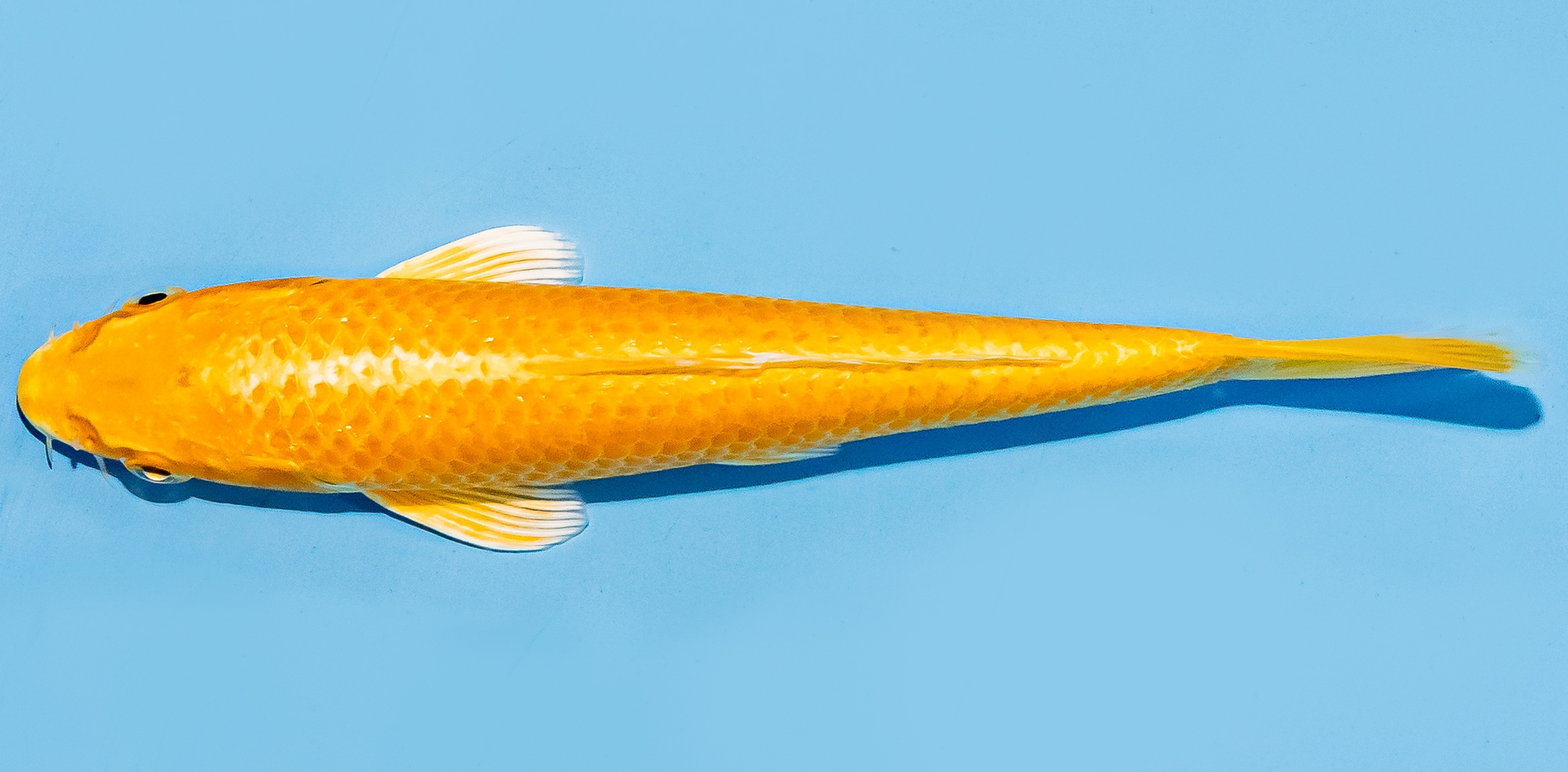 Koi 14-17cm Nr. 7036