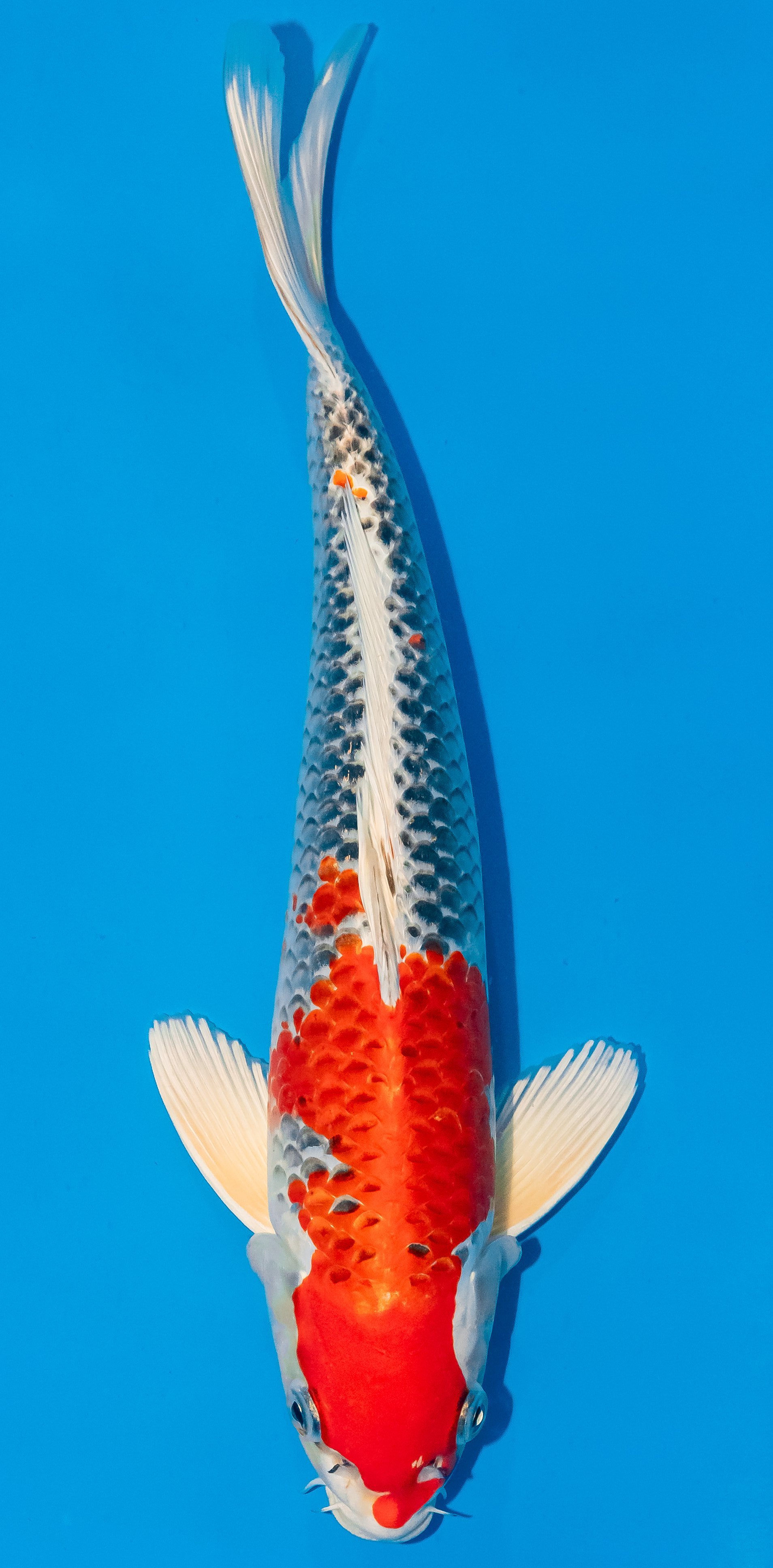 Koi 35-40cm Nr. 1111