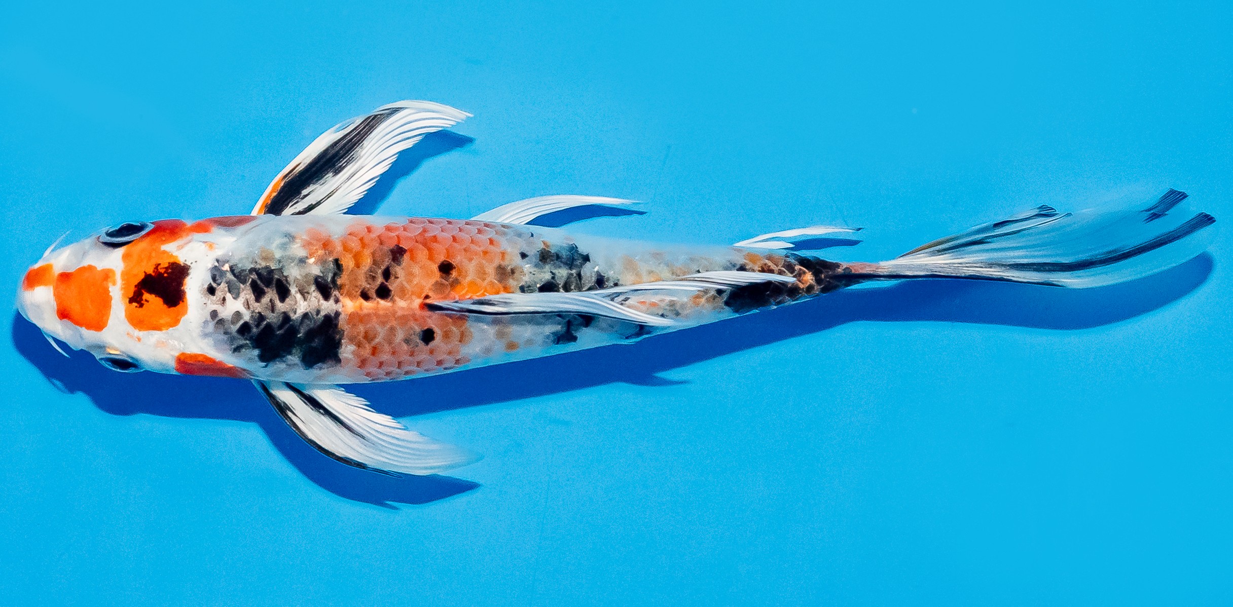Butterfly Koi 20-25cm Nr. 5430