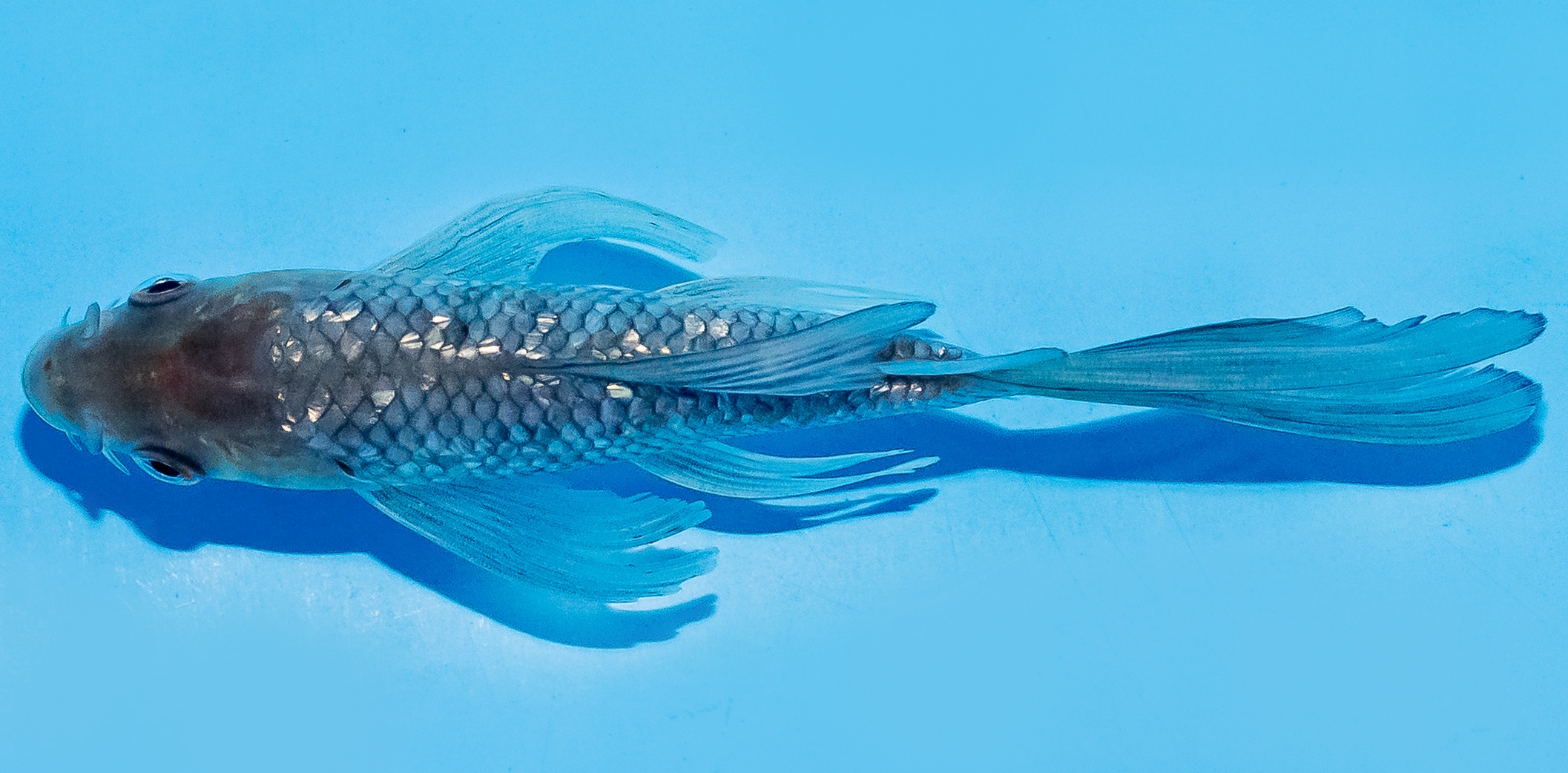 Butterfly Koi 14-17cm Nr. 7440