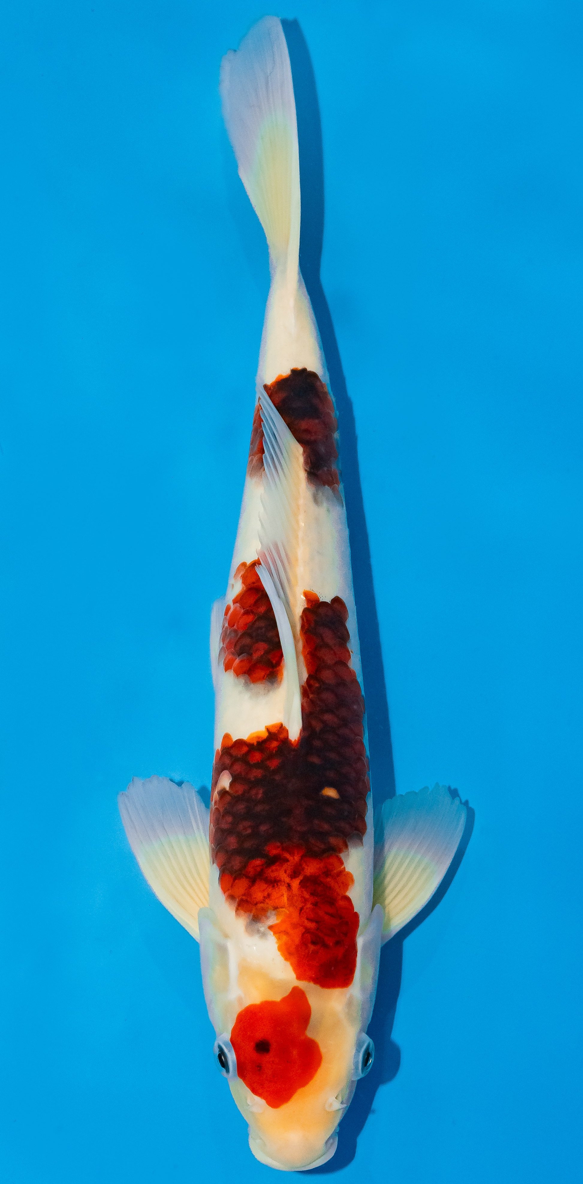 Koi 35-40cm Nr. 1106