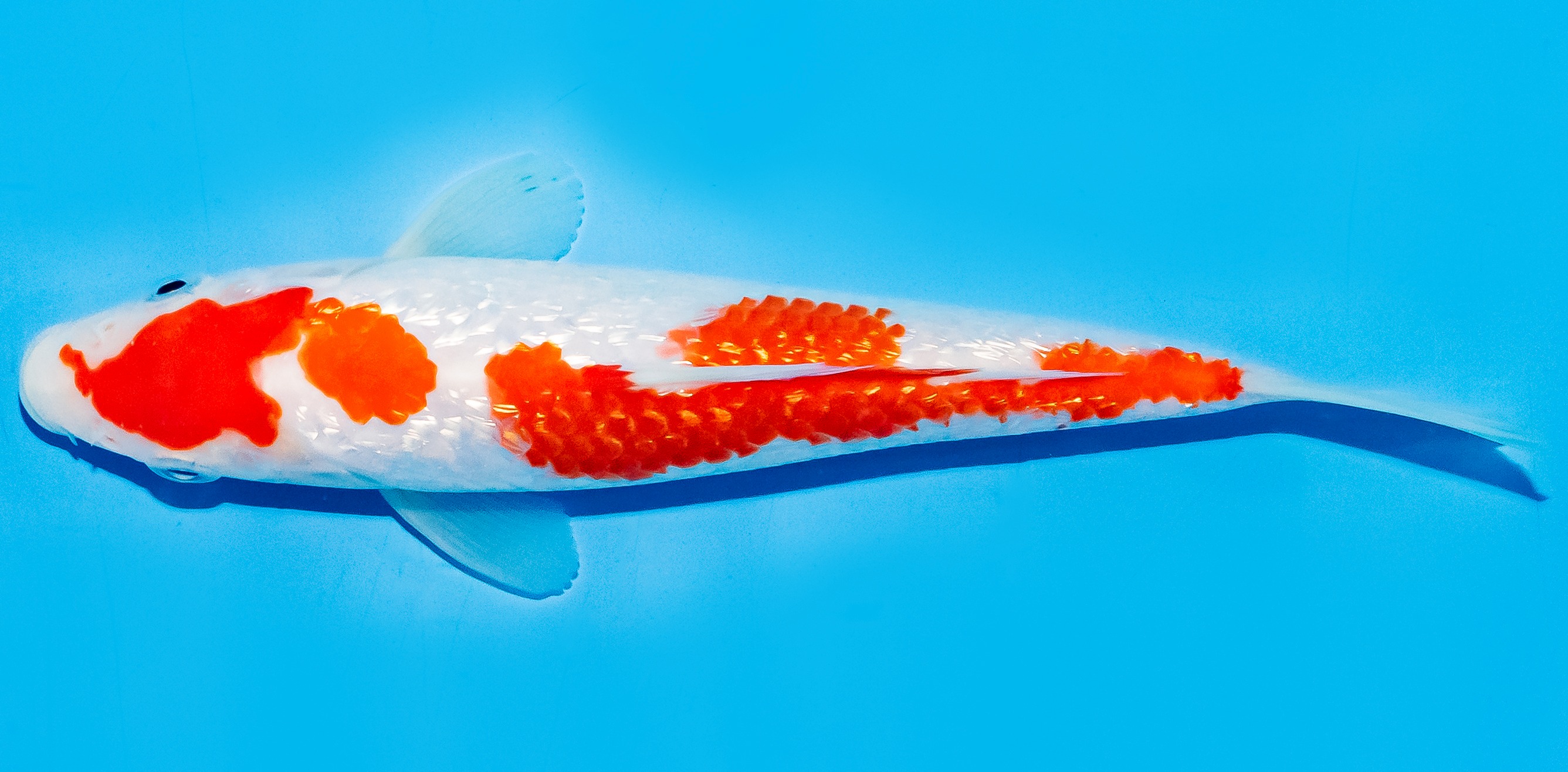 Koi 17-20cm Nr. 7787