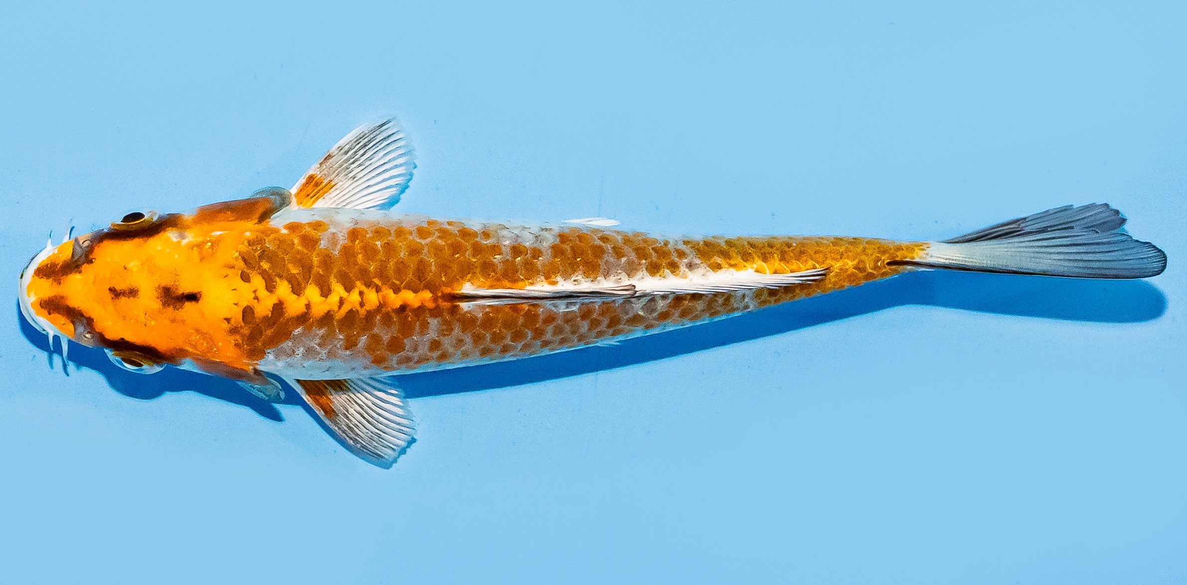 Koi 14-17cm Nr. 7029