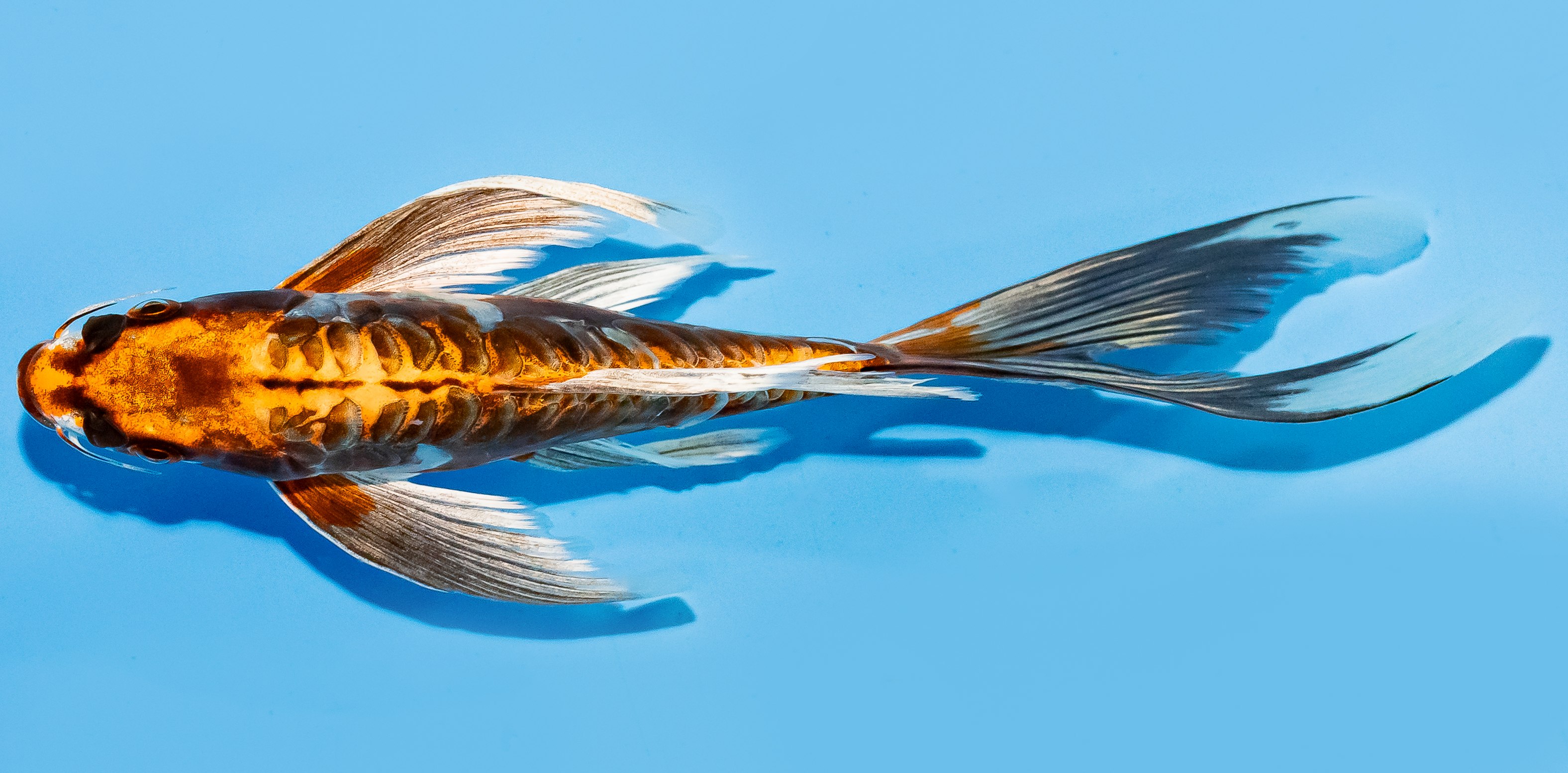 Butterfly Koi 20-25cm Nr. 7335
