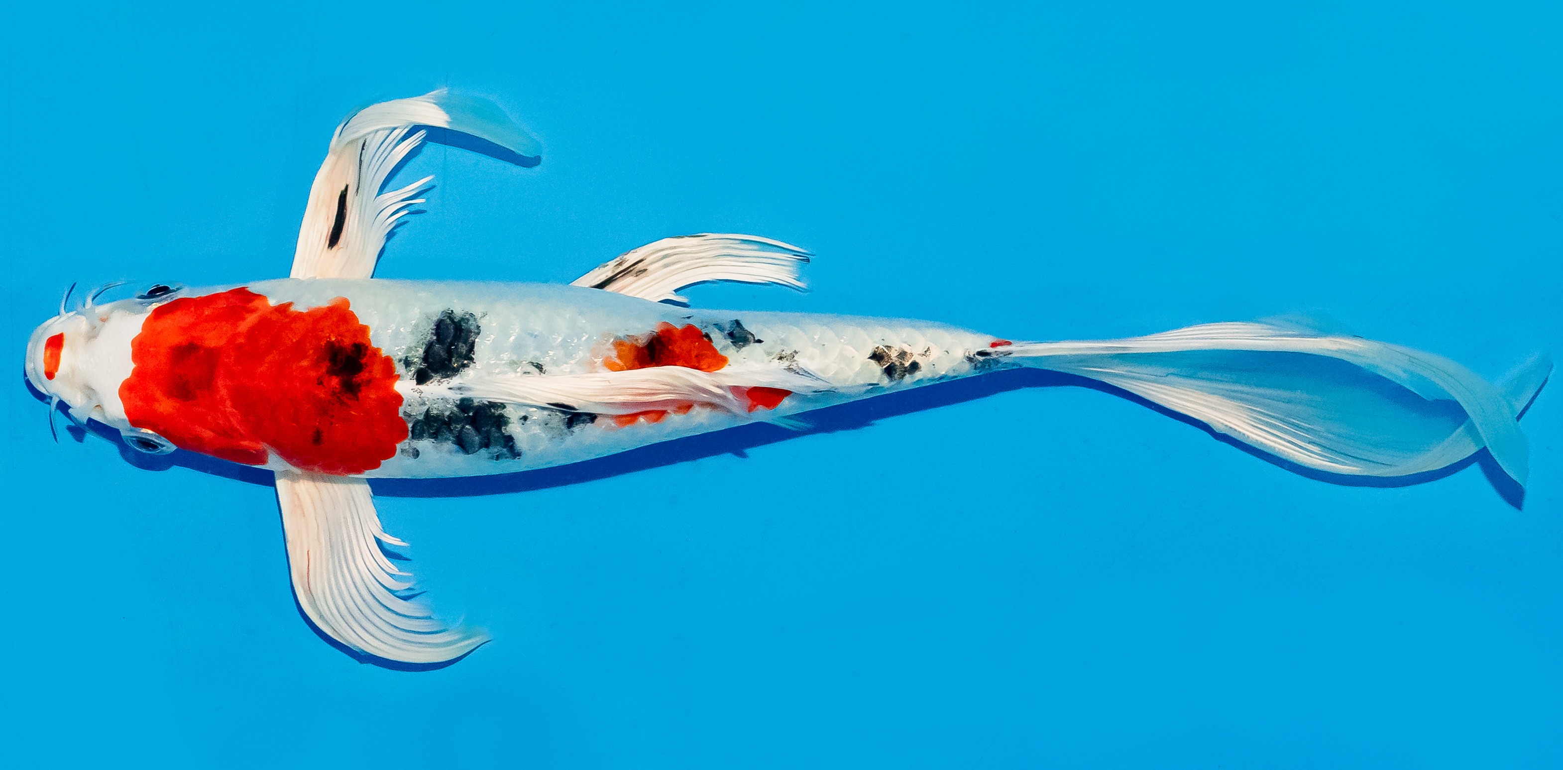 Butterfly Koi 25-30cm Nr. 5601