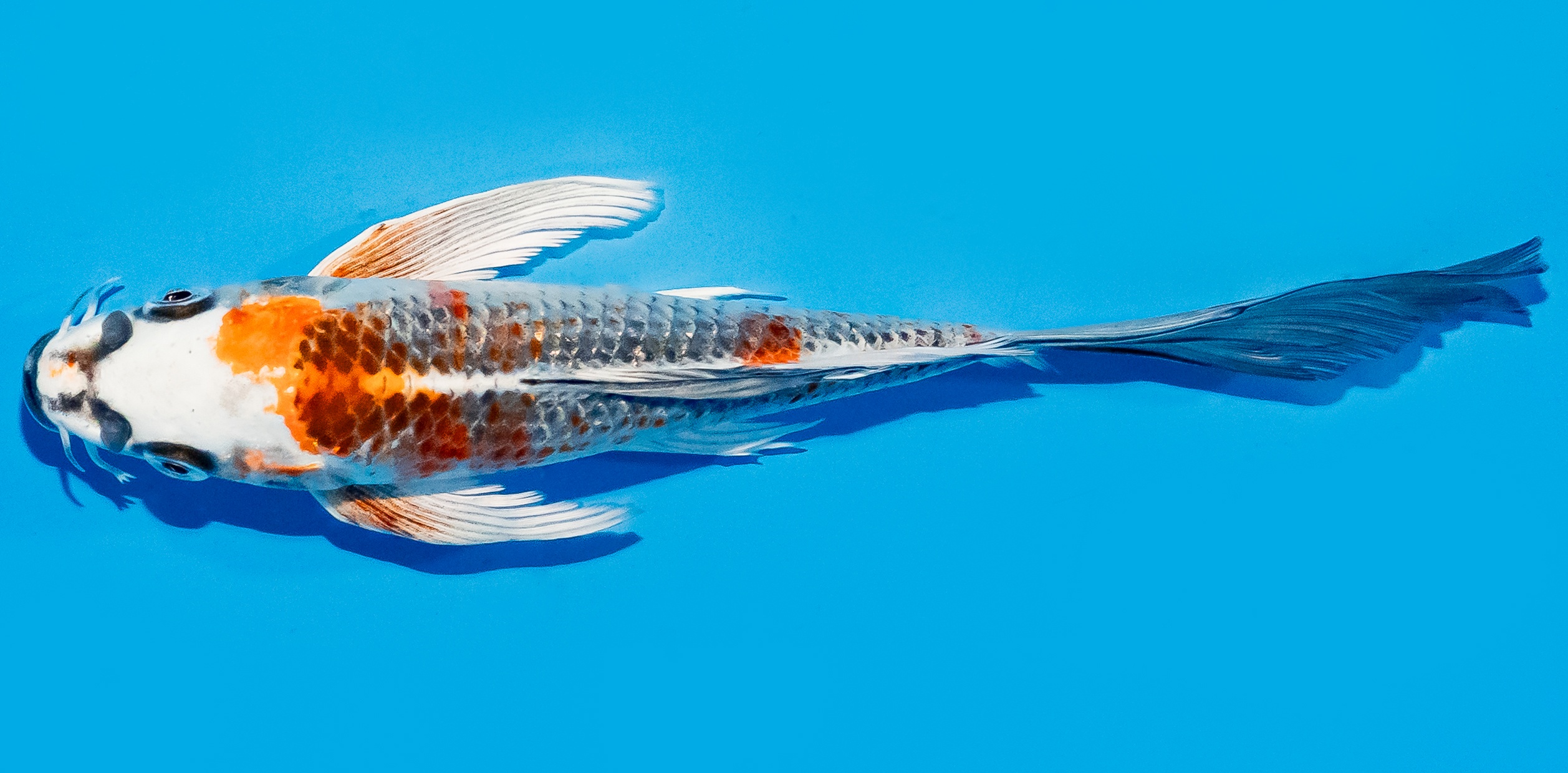 Butterfly Koi 17-20cm Nr. 6976
