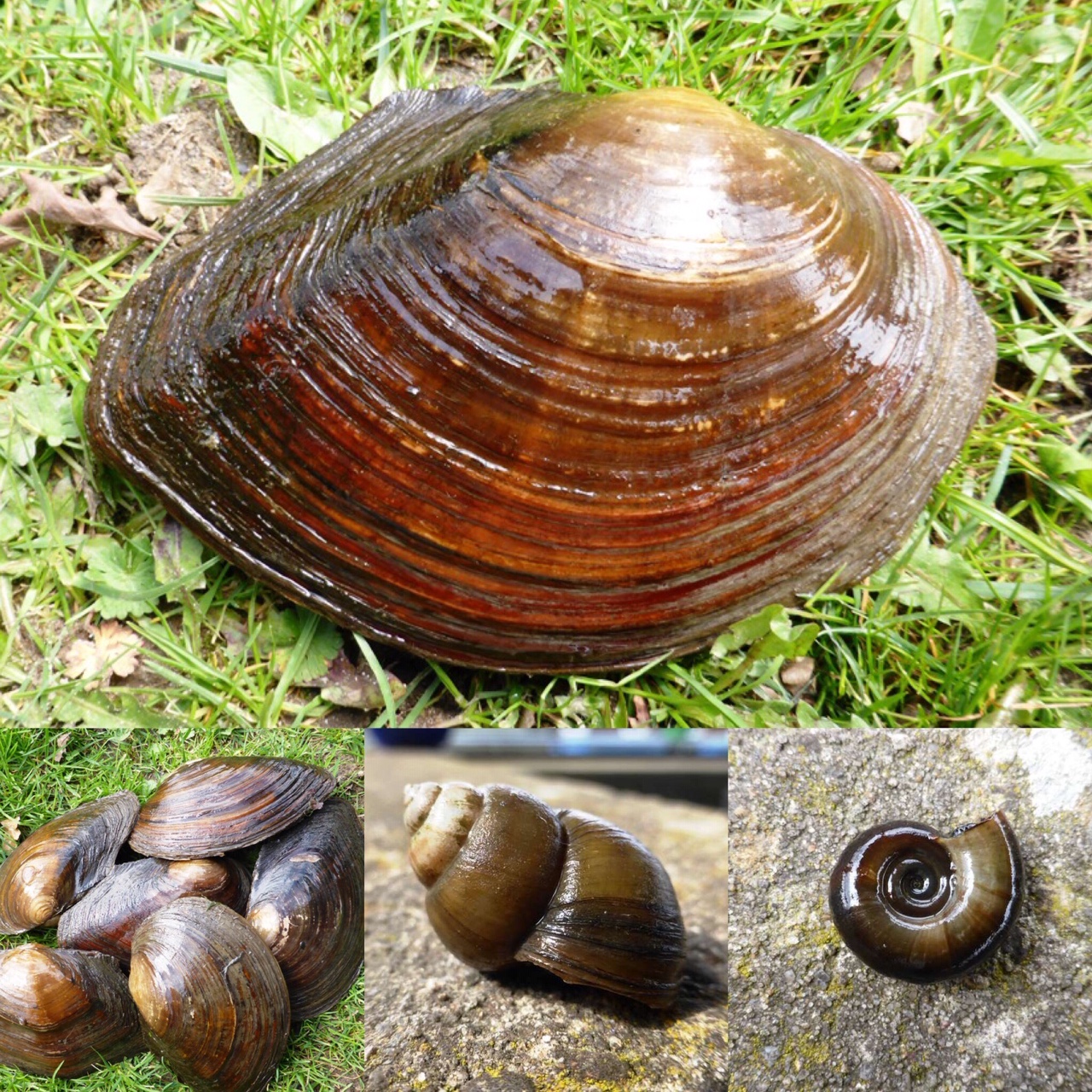 Muscheln und Schnecken kaufen