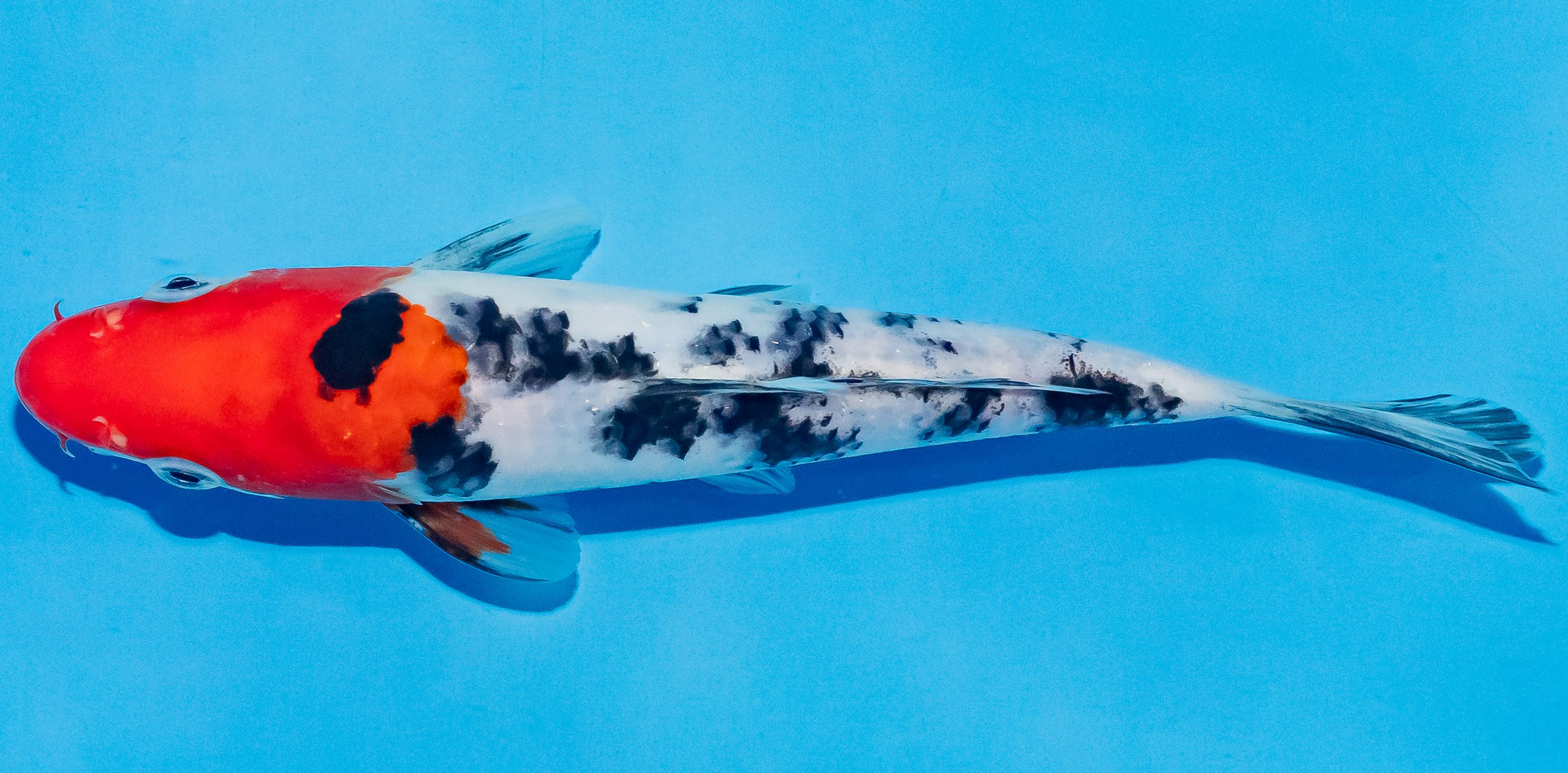 Koi 17-20cm Nr. 4525