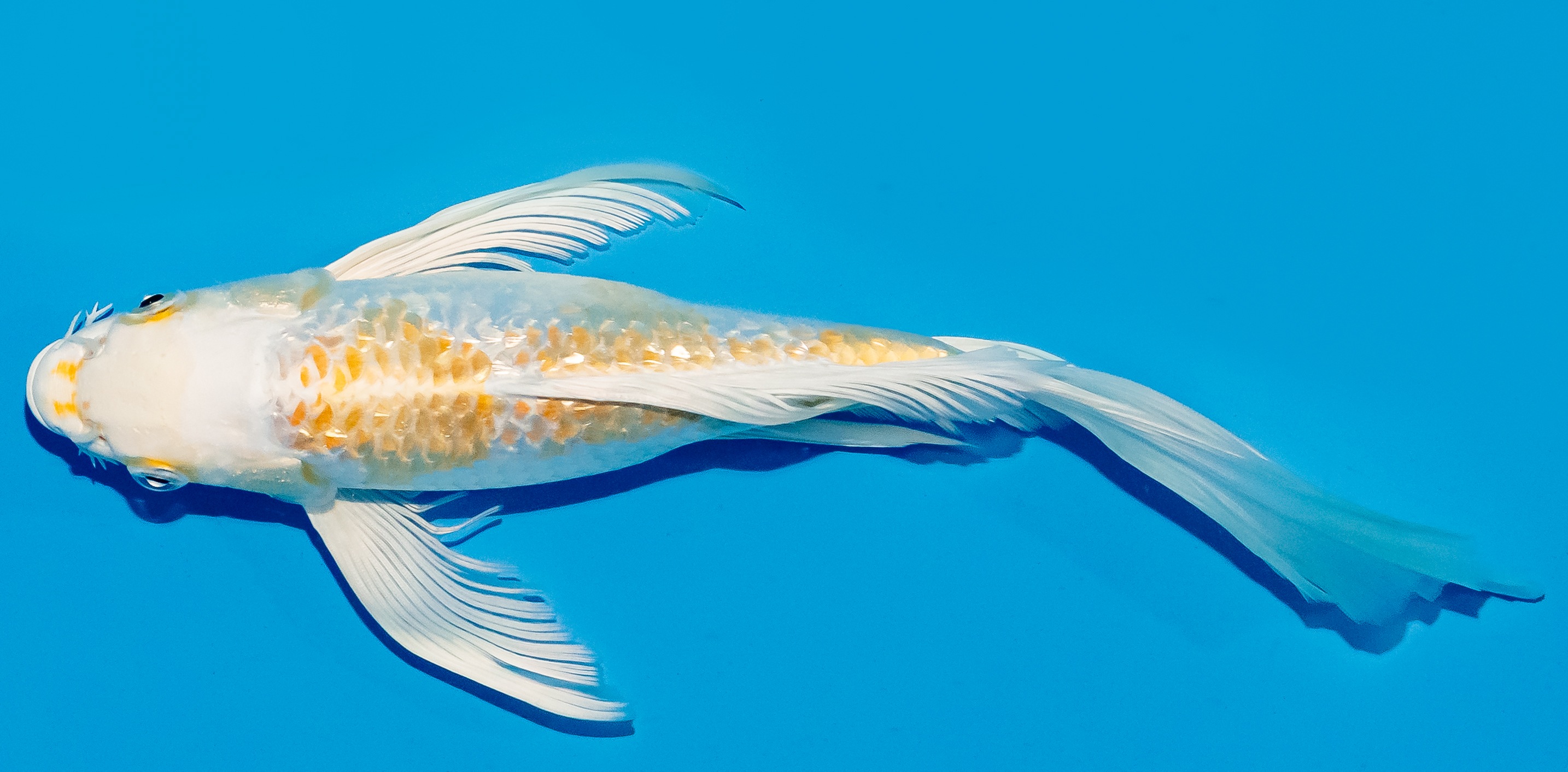 Butterfly Koi 25-30cm Nr. 6412