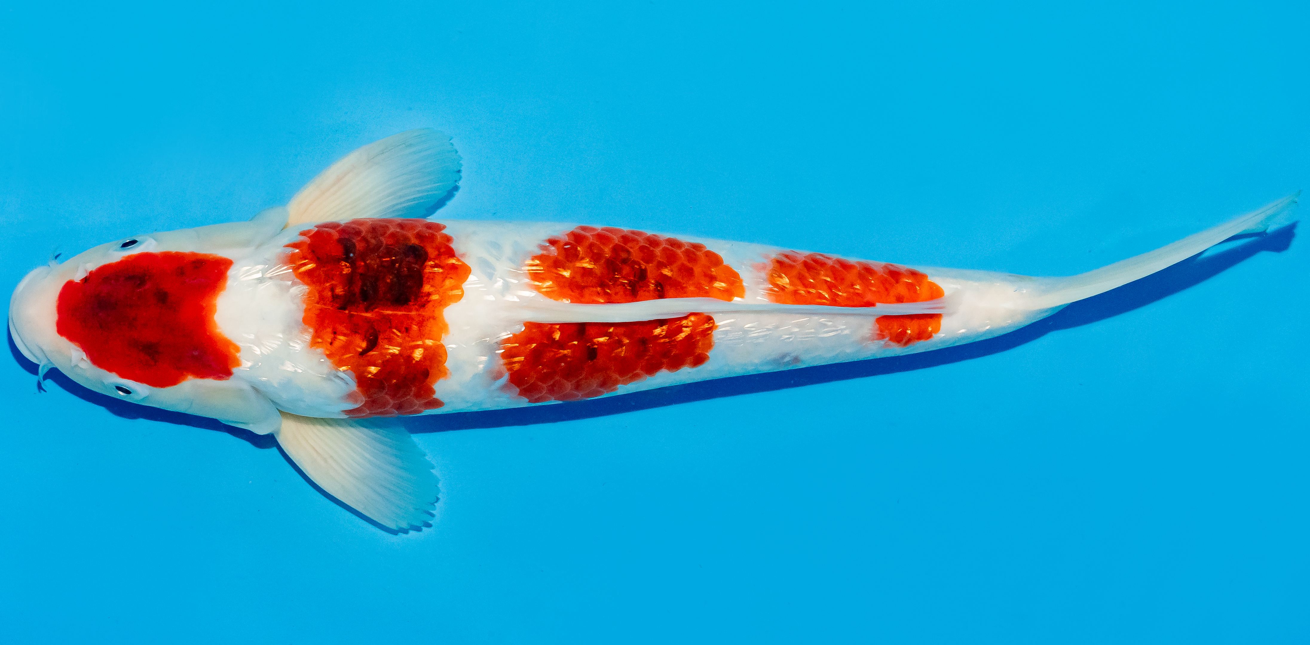 Koi 35-40cm Nr. 5026