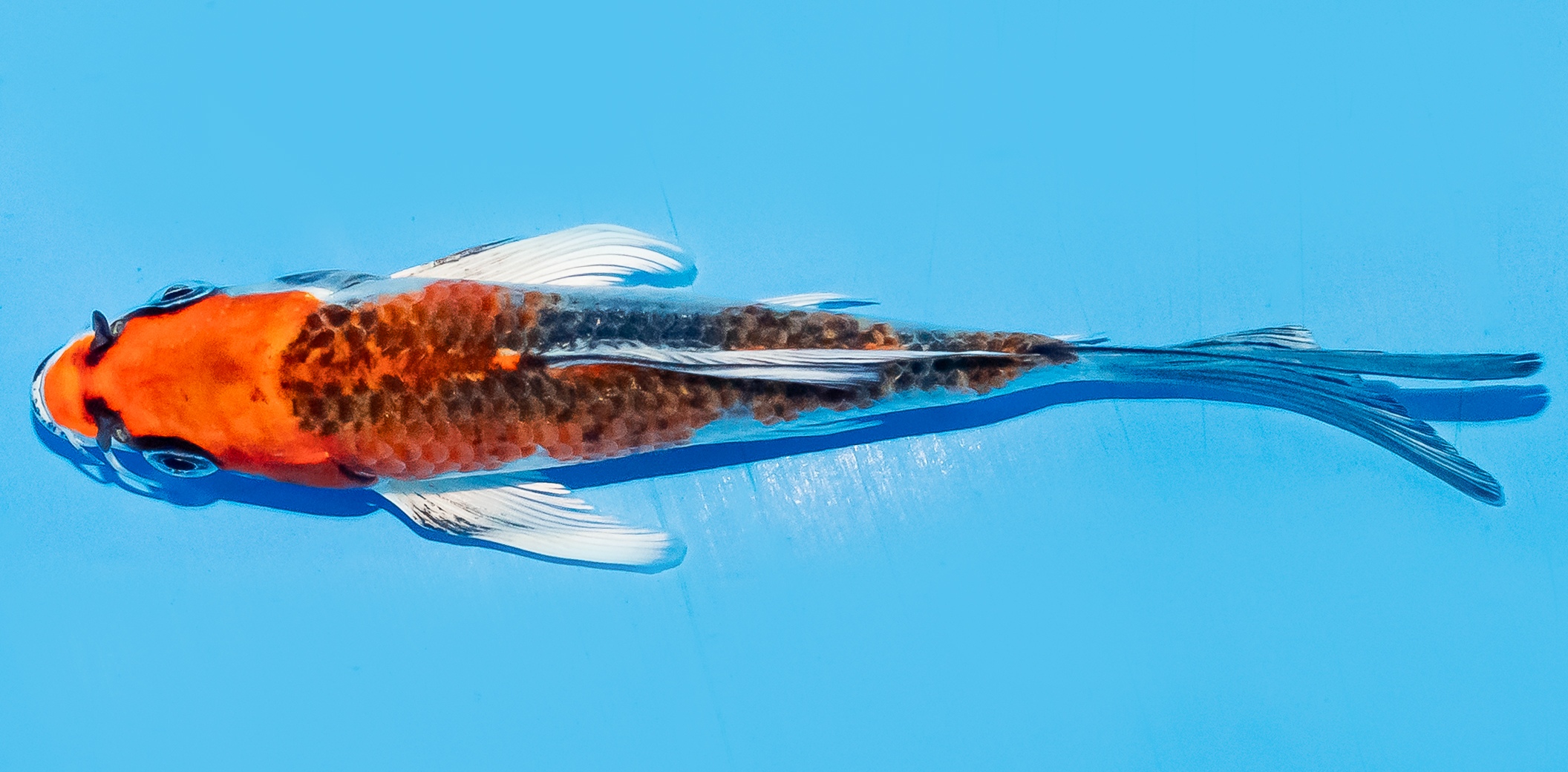 Butterfly Koi 14-17cm Nr. 7457