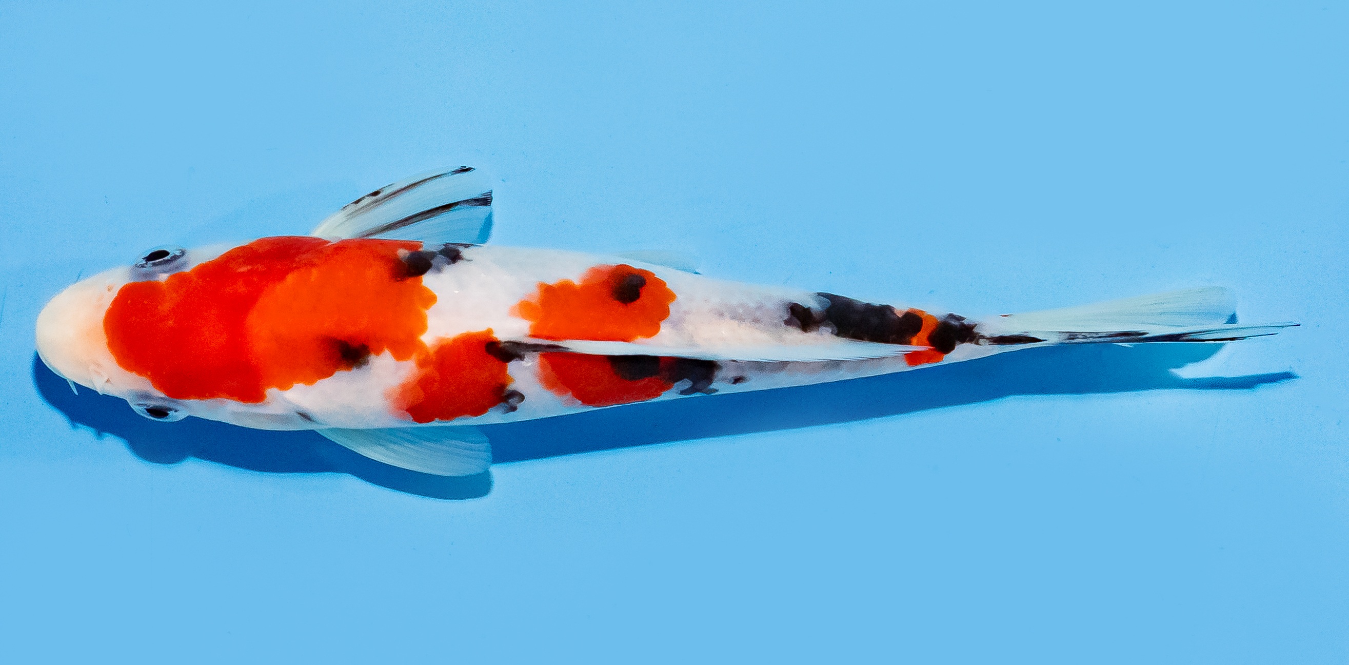 Koi 17-20cm Nr. 7805