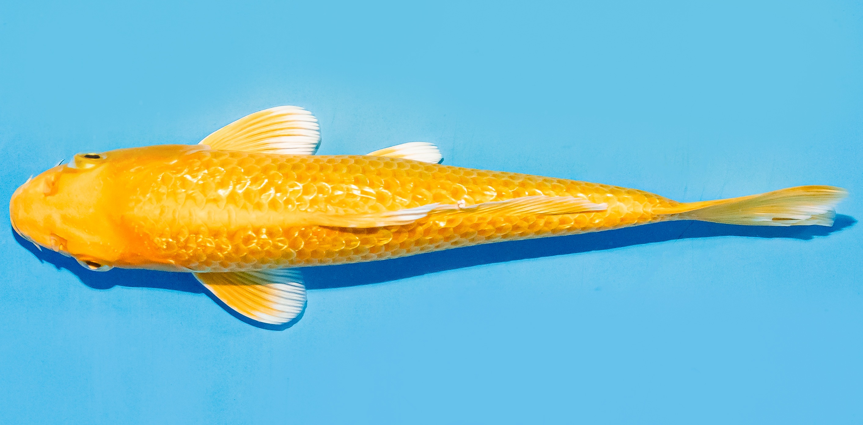 Koi 20-25cm Nr. 7507