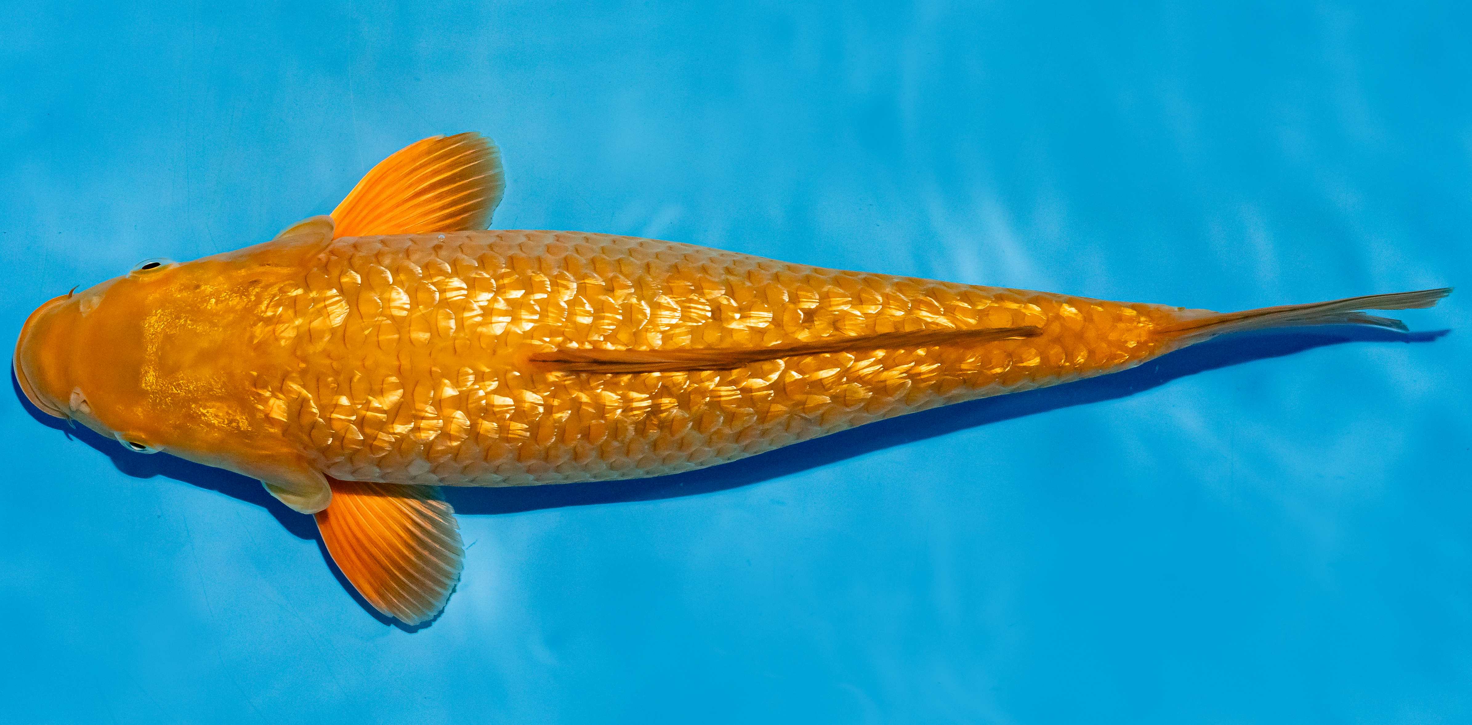 Koi 40-45cm Nr. 4966
