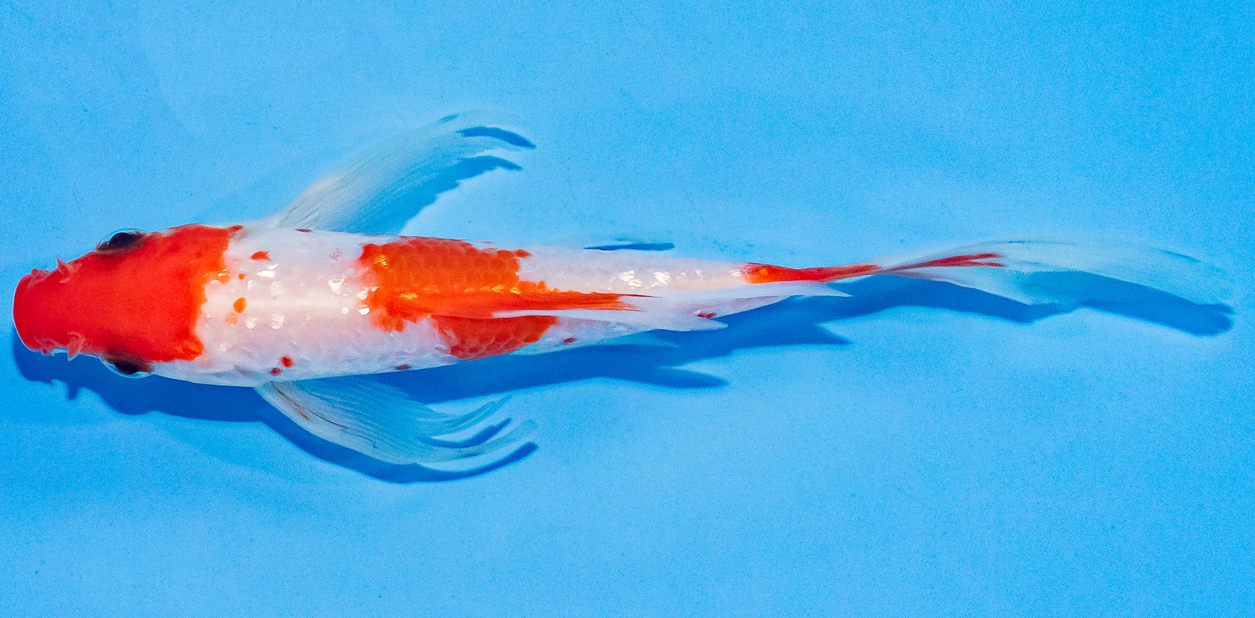 Butterfly Koi 14-17cm Nr. 3766