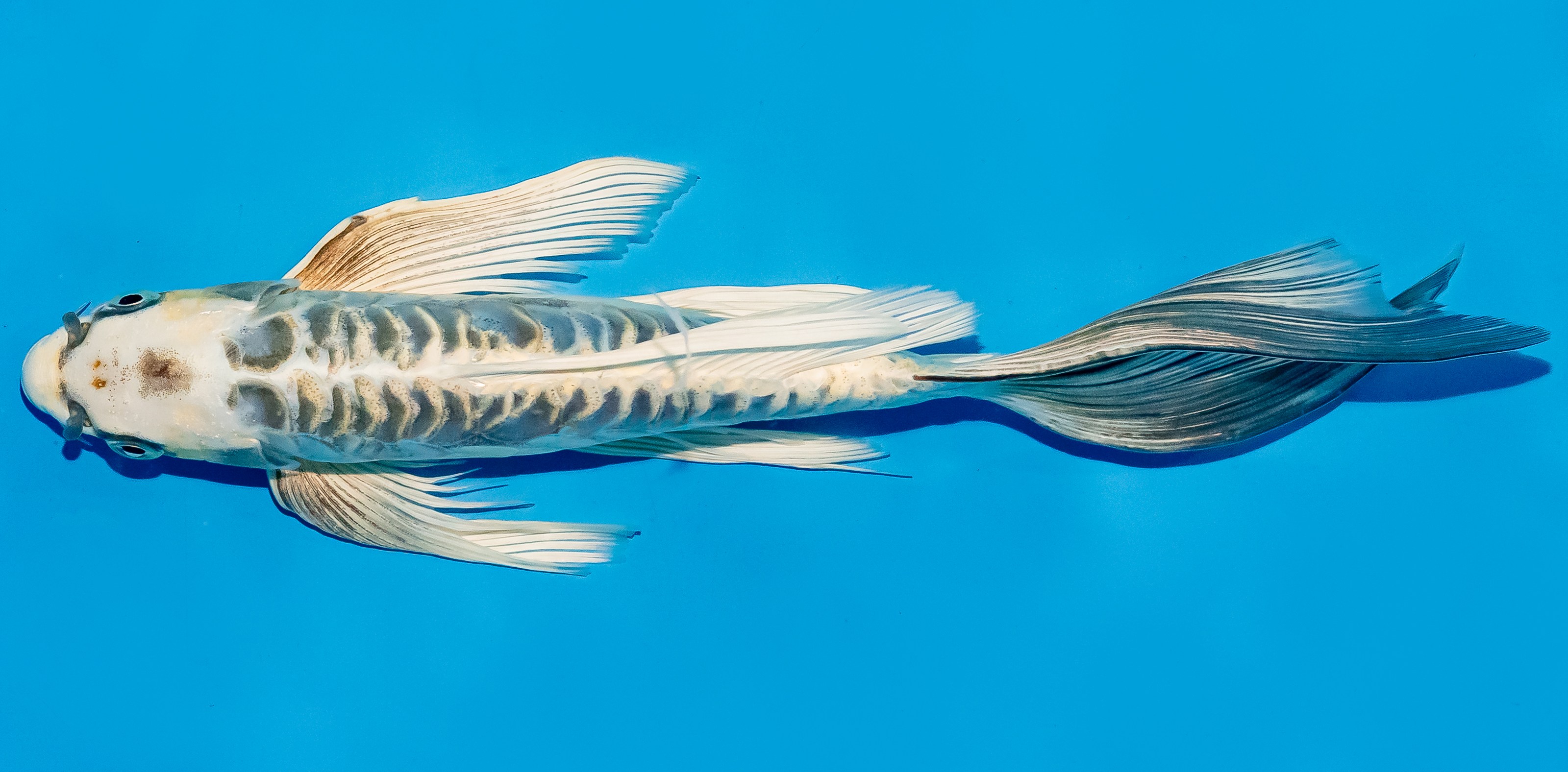 Butterfly Koi 25-30cm Nr. 5650